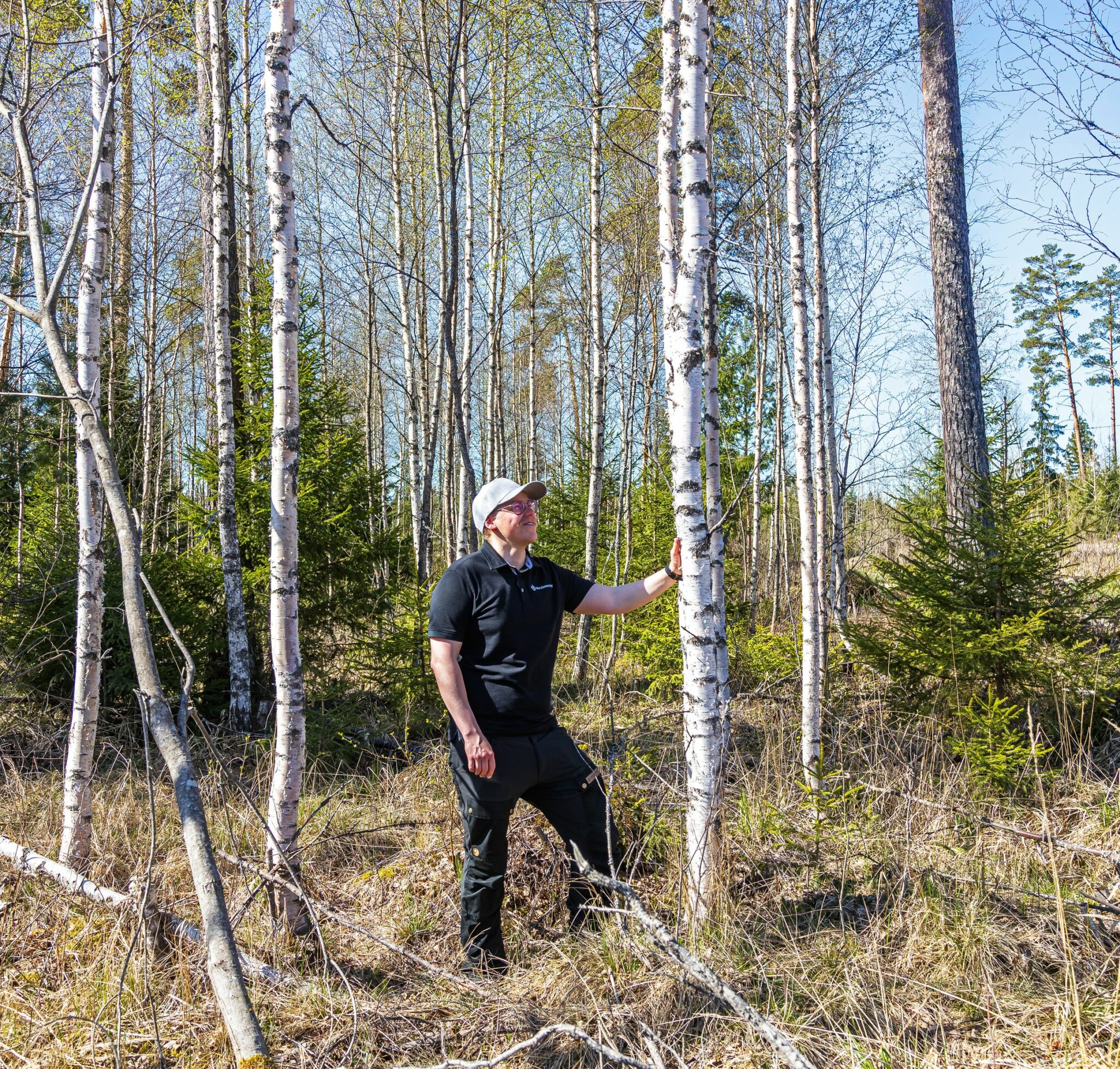 Lehtipuut lisäävät metsän monimuotoisuutta. Rauduskoivu varttuu hyvällä kasvupaikalla nopeasti tukkikokoon, metsäasiantuntija Esa Halonen sanoo.