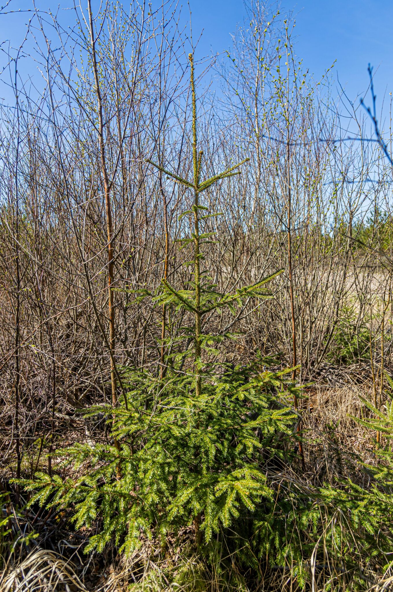 Metsänjalostus on tuottanut tulosta. Istutetut kuusentaimet kasvavat samaa tahtia siemensyntyisten koivujen kanssa.