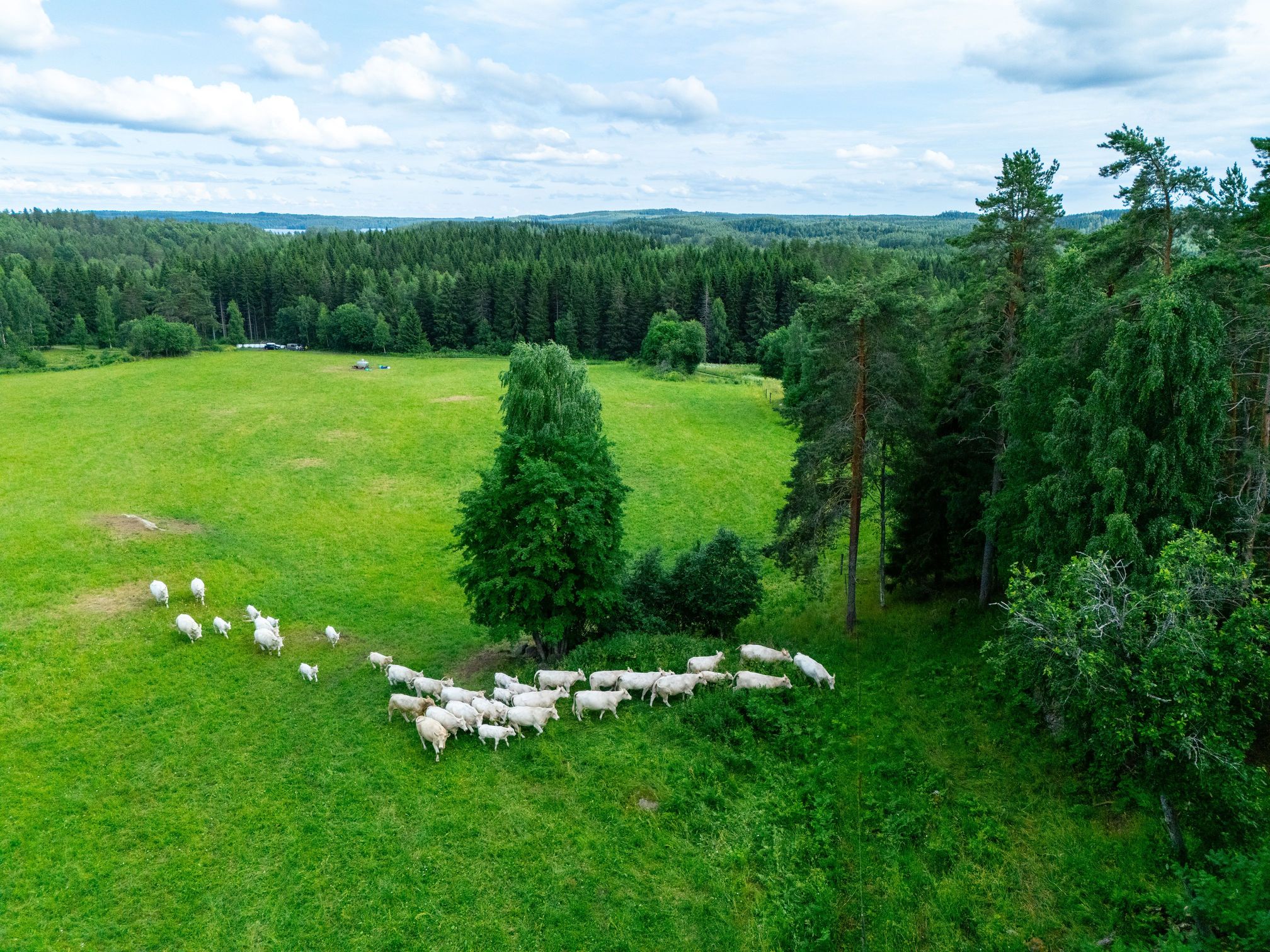 Charolais-emolehmiä siirretään laitumelta toiselle viikoittain. Uudelle laitumelle voi matkaa kertyä puolikin kilo­metriä, ja pidemmät matkat siirretään koirien avustuksella. Siirrossa on usein apuna toinen kahdesta Minna Erosen suomen­hevosesta. Isäntäpari huomaa laitumelta toiselle liikuttaessa, jos naudat ovat aistineet jotain yli­määräistä, kuten suden läsnä­olon. Silloin ne eivät siedä koiria lähellään.