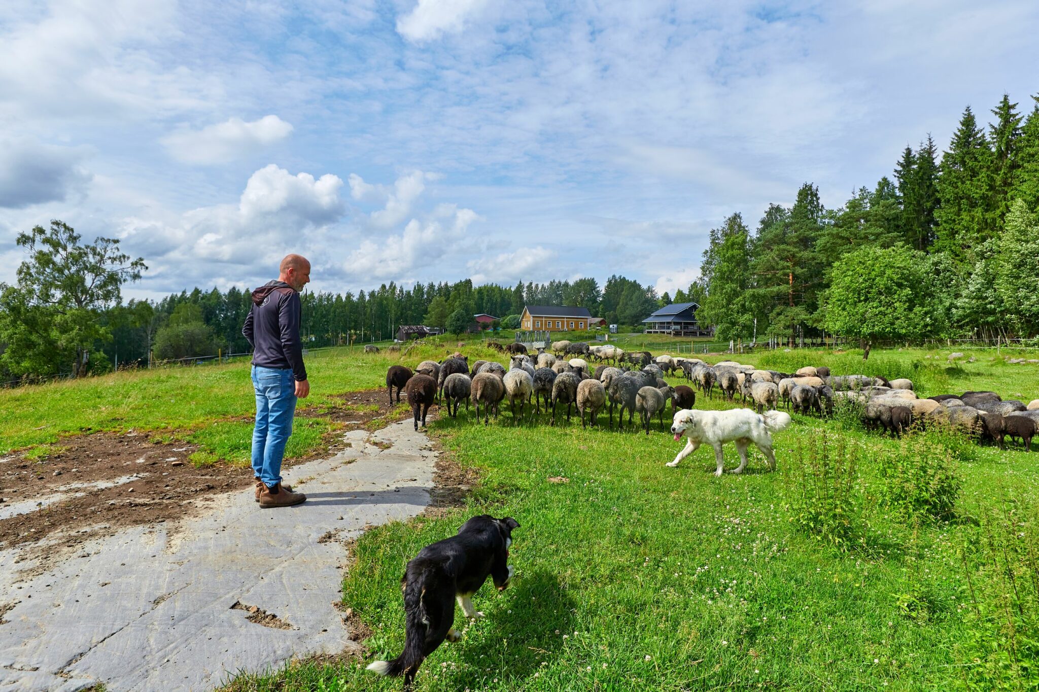 Bordercollie Herra Huu paimentaa lammaskatraan liikkeelle isännän ohjeiden mukaan. Santeri Käyhkö korostaa, että lampaat näyttelevät tärkeää osaa paimenkoirakoulutuksessa. Hyvin koulutettu koira on korvaamaton apu tilan arjessa. – Koira on myös hyvä työkaveri, hän toteaa.