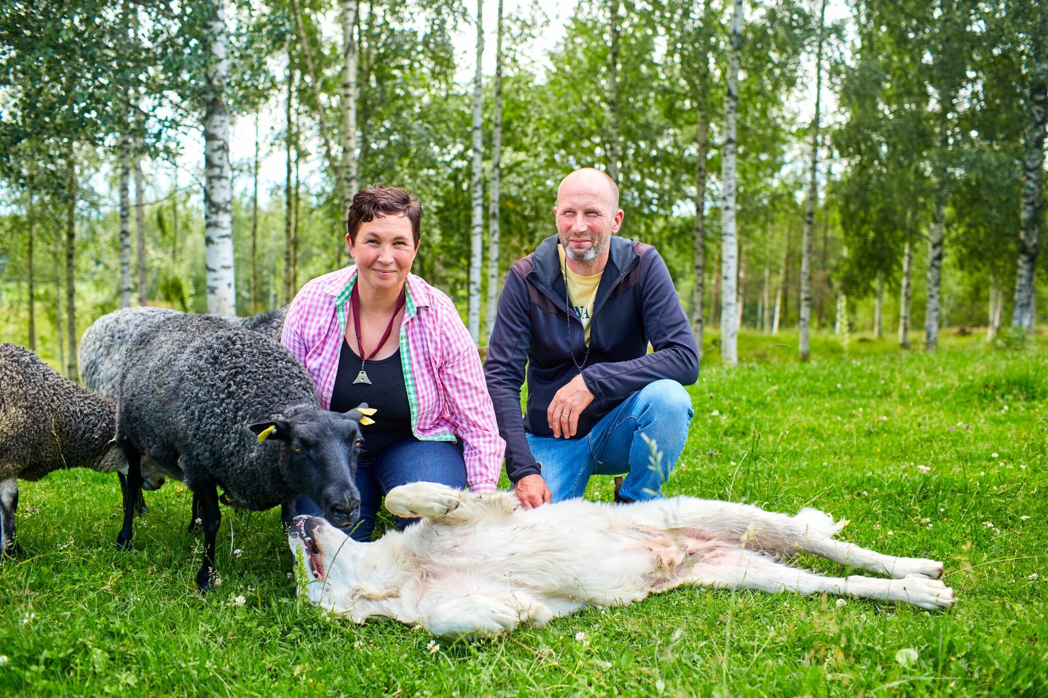 Minna Eronen ja Santeri Käyhkö uskovat, että laumanvartijakoirat yhdessä sähköisten petoaitojen ja muiden petojen karkottamiseen tarkoitettujen keinojen kanssa toimivat niin, että lampaiden pitoa tilalla voidaan jatkaa. Keskiaasiankoira Urho on alle vuoden ikäinen, joten sen ura lauman­vartijana on vasta hyvällä alulla.