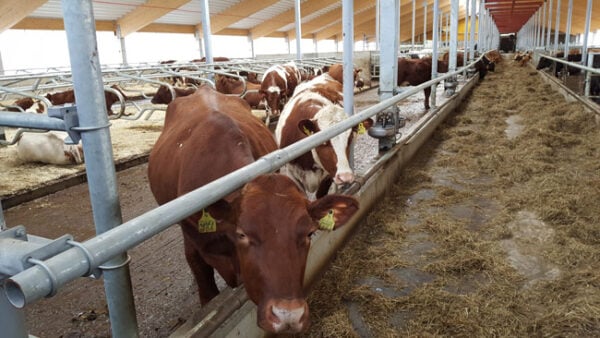 kuva-musta-lehm-liharotu-aberdeen-angus-aberdeen-angus-lehm-lehm-t