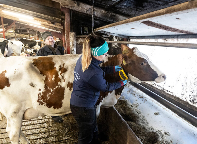 Terveystutka seuraa lehmien vointia - Maatilan Pellervo