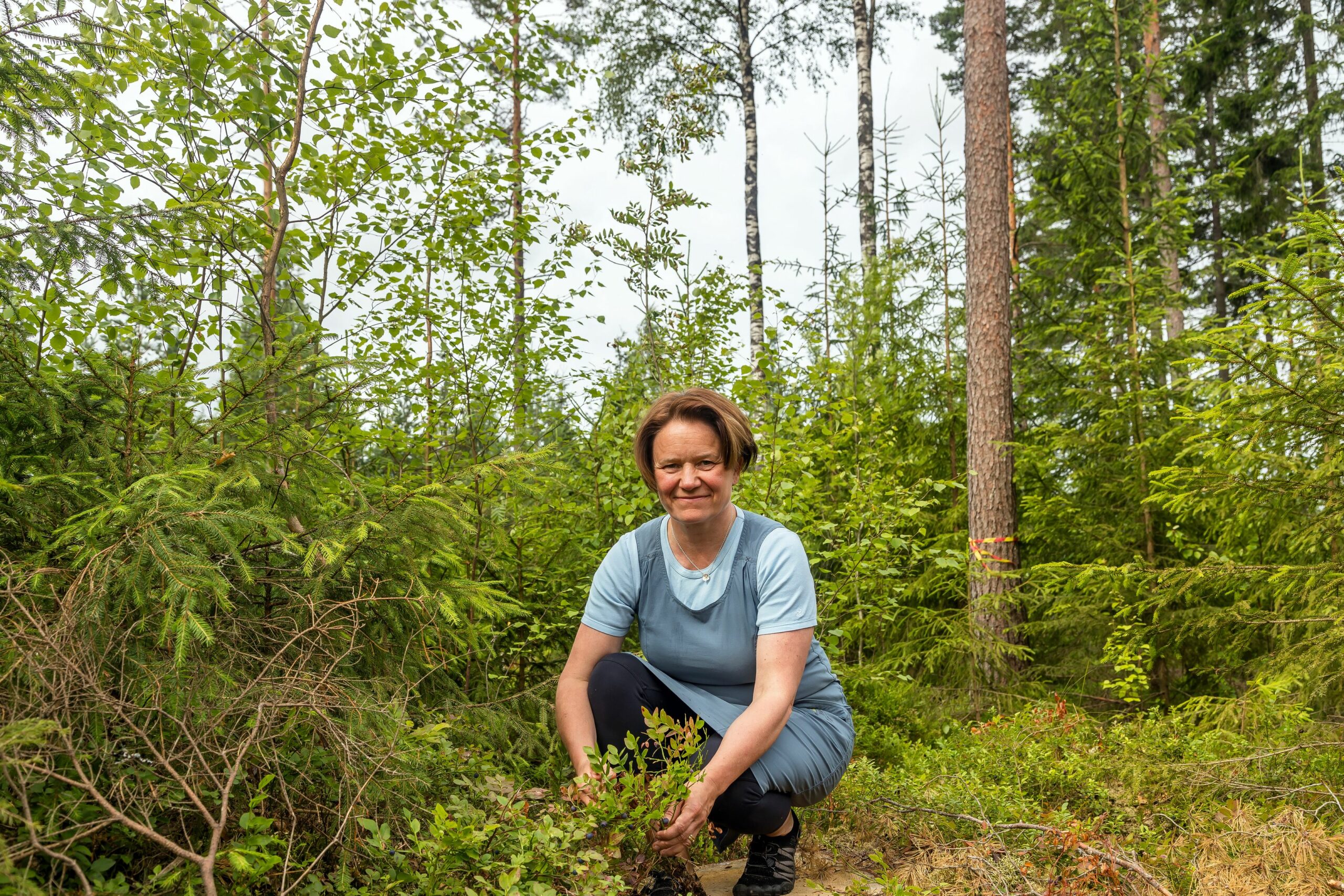 Metsä on silmälle sopiva pääte­hakkuun jälkeenkin. Riista­tiheikköjen ja säästö­puuryhmien kupeessa on hyvät marja­paikat, Kaisa Vasama-Kakko sanoo.