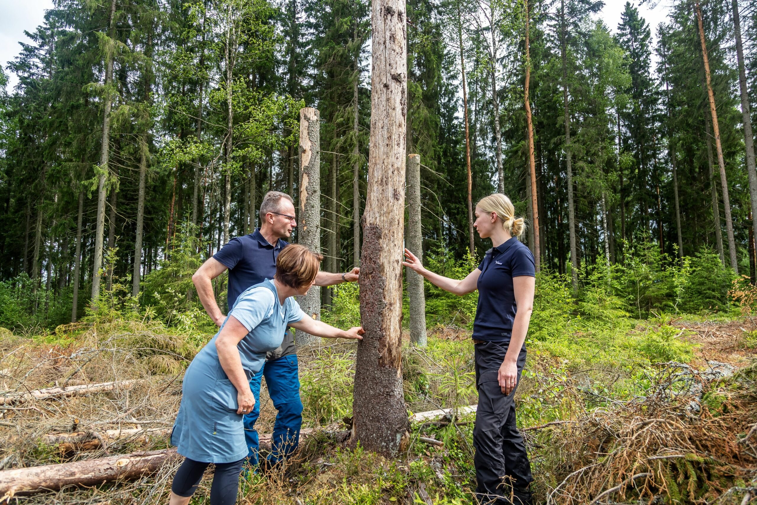 Kirjanpainajien tappamat puut jököttävät nyt tekopökkelöinä. Kuoriaisen käytäviä tarkastelevat Kaisa Vasama-Kakko, Jari Mäntylä ja Marie von Martens.