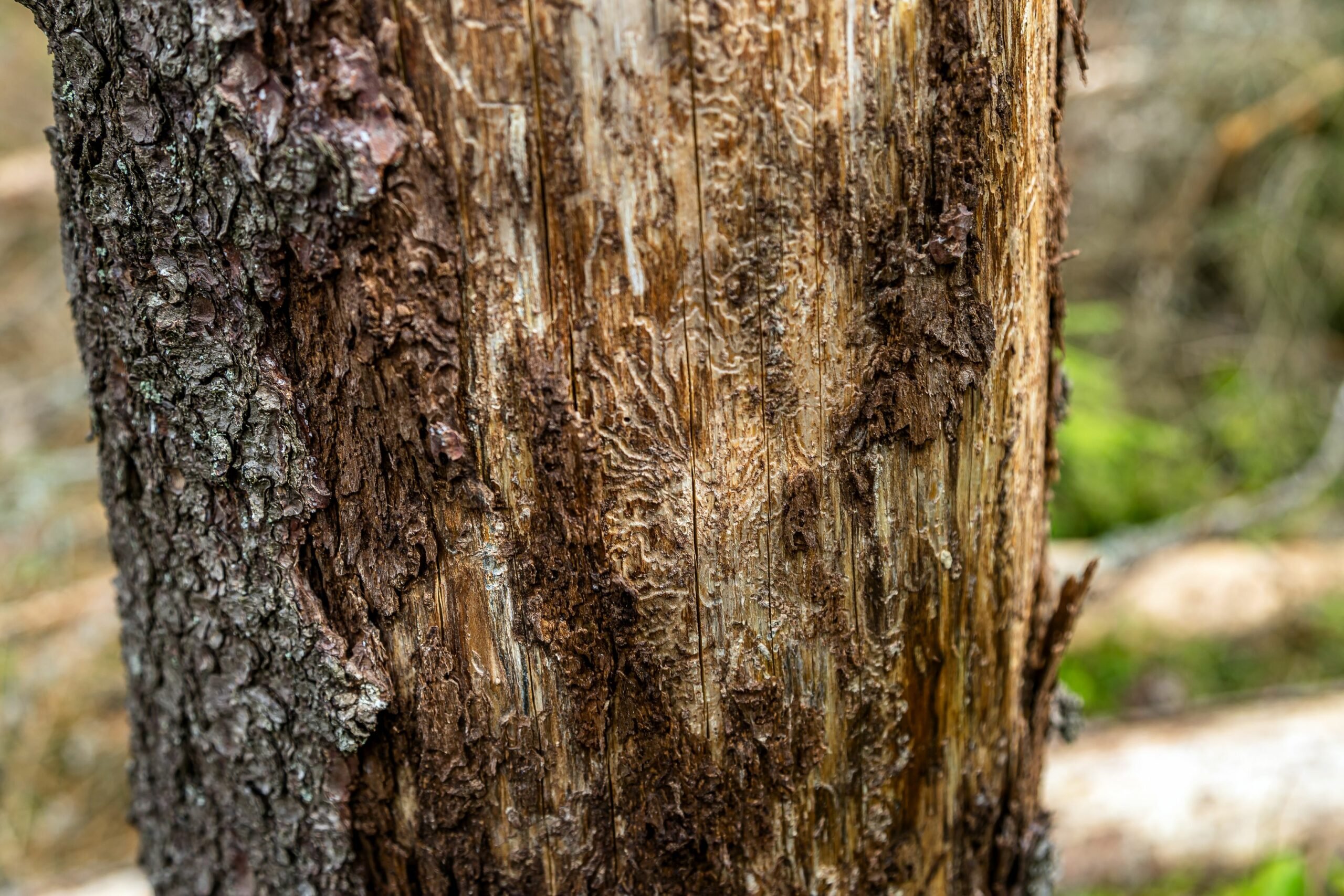 Kirjanpainaja­kuoriaiset ovat tämän puun jo jättäneet. Teko­pökkelönä se tarjoaa edelleen ruokaa ja kodin monelle eliölle. Kuolleissa puissa kasvaa jo kääpiä.