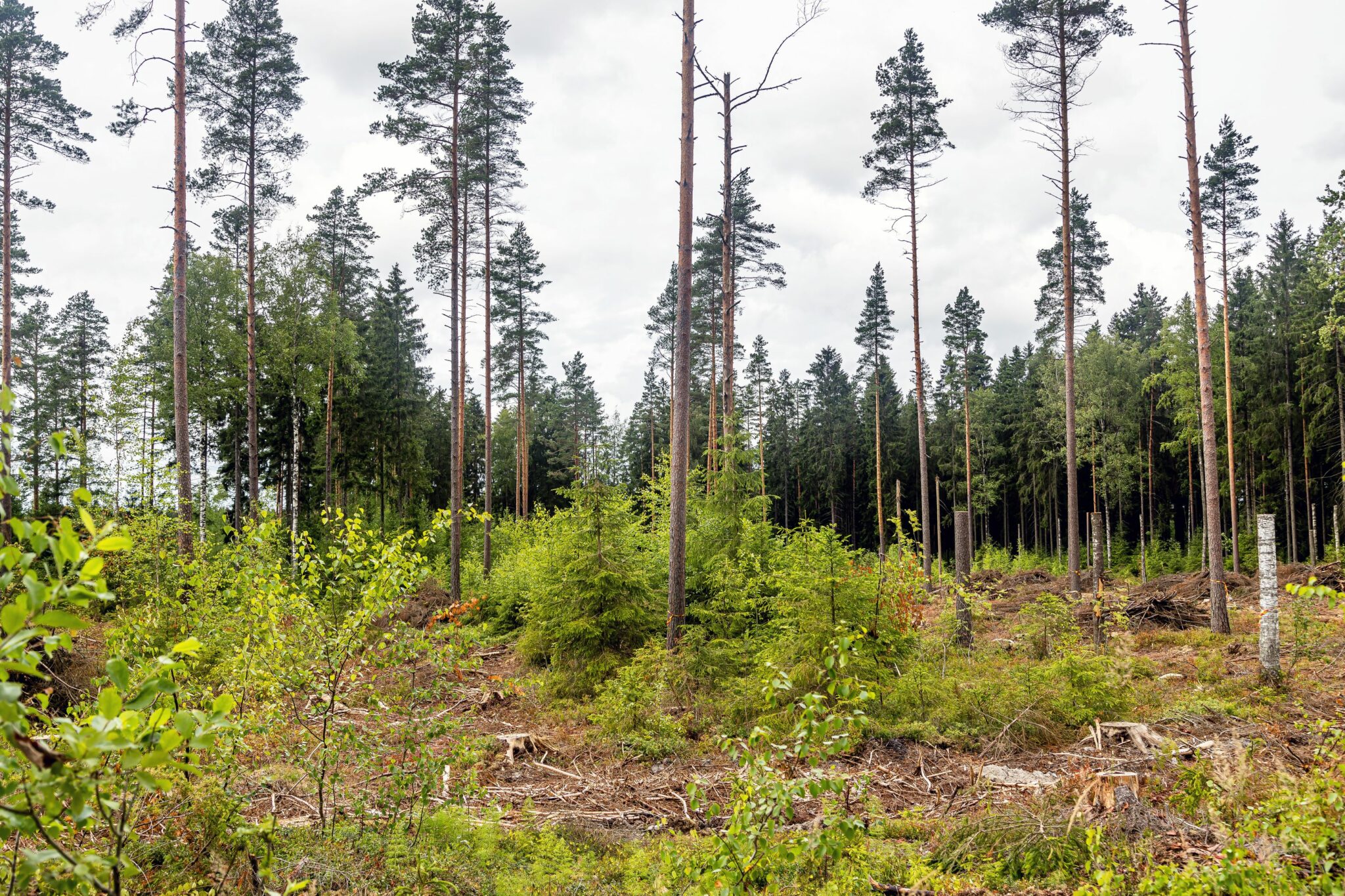 Monta Tapaa Tehd Mets tilan Sukupolvenvaihdos Maatilan Pellervo
