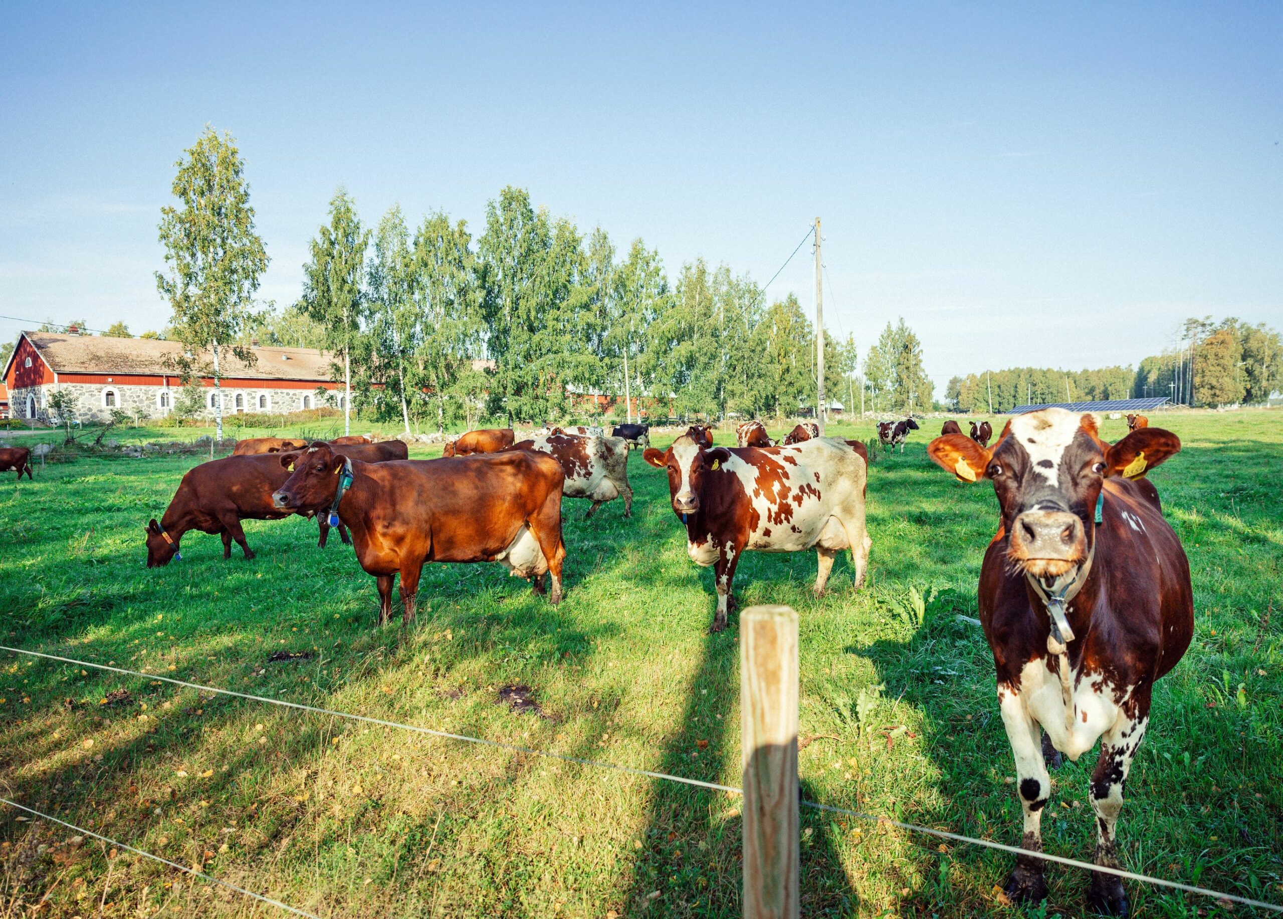 Wehmaan kartanossa on 60 lypsävää.