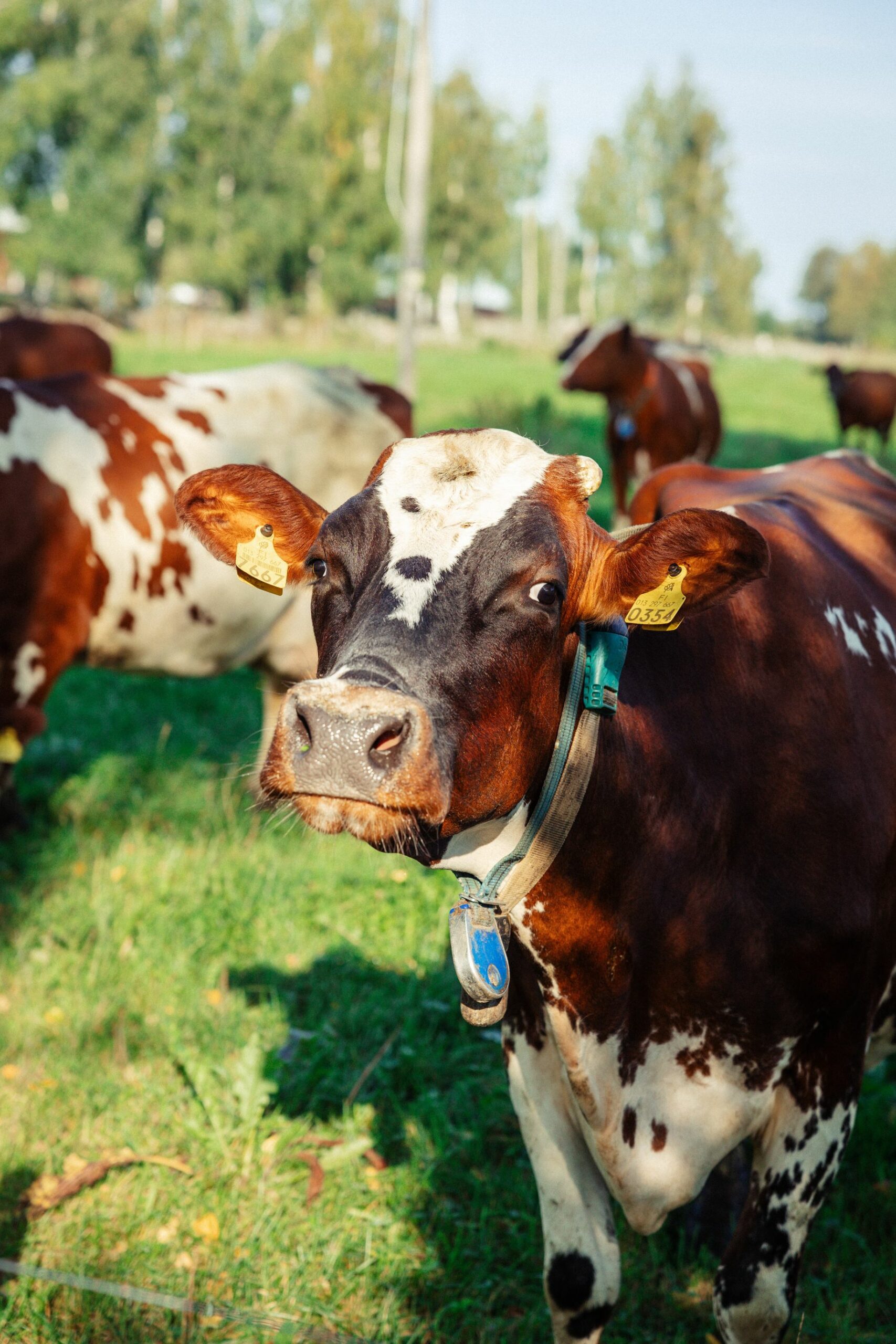 Selkeät tavoitteet ja palaute varmistavat, että karjan jalostustyö etenee toivotulla tavalla. Onnistunut jalostus on tiimityötä.