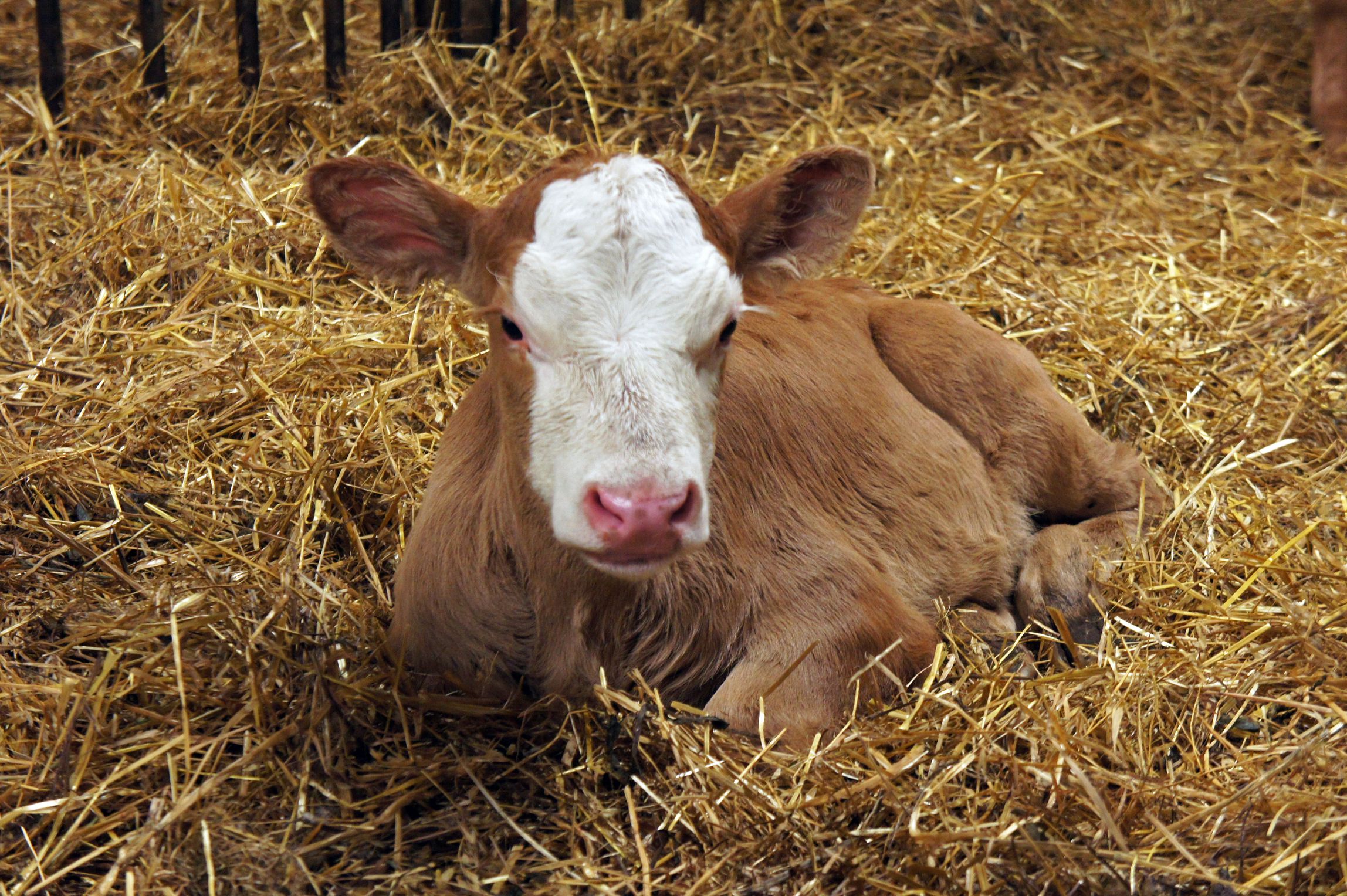 Vasikoiden hengitystietulehdukset ovat monisyysairauksia, joiden syntyyn vaikuttavat tautipaineen lisäksi erilaiset altistavat tekijät.