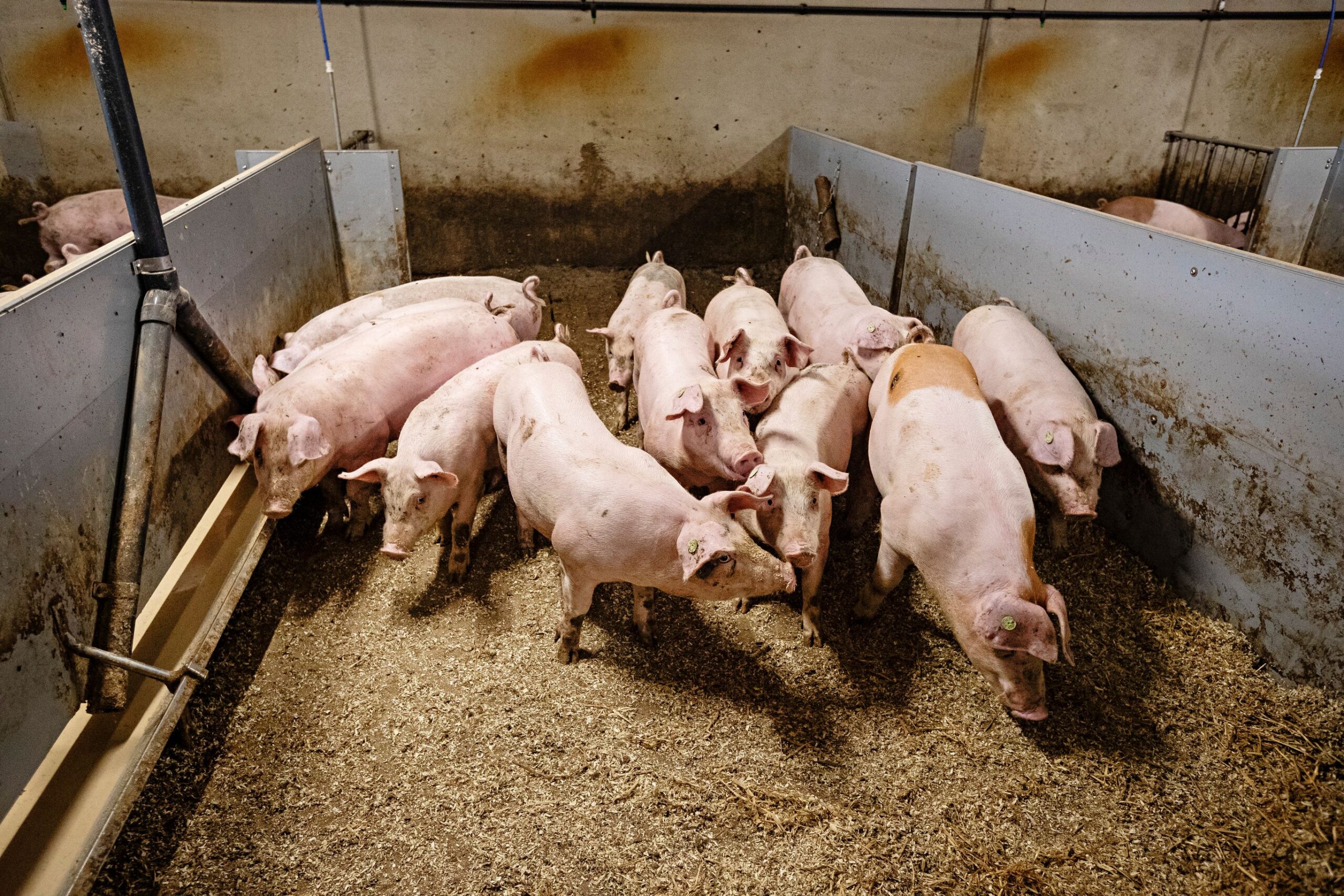 Pirkolan tilan teuraat menevät Atrialle. Tila on ollut alusta saakka mukana tuottamassa antibioottivapaata sianlihaa.