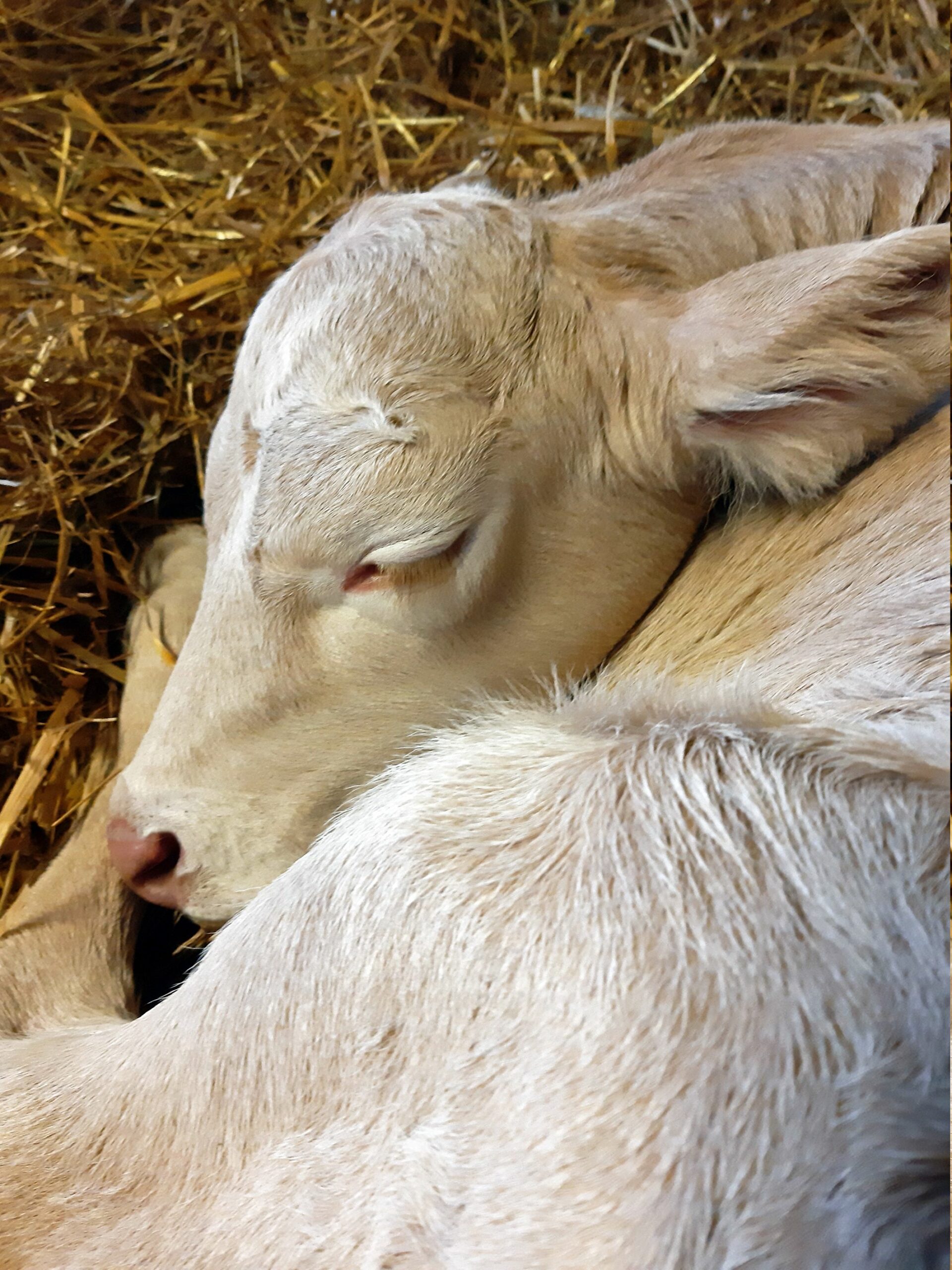 REM-unta nukkuvan vasikan tunnistaa siitä, että sen pää tukeutuu kehoon, alustaan tai toiseen vasikkaan. Silmät, korvat ja jalat voivat tehdä outoja liikkeitä.