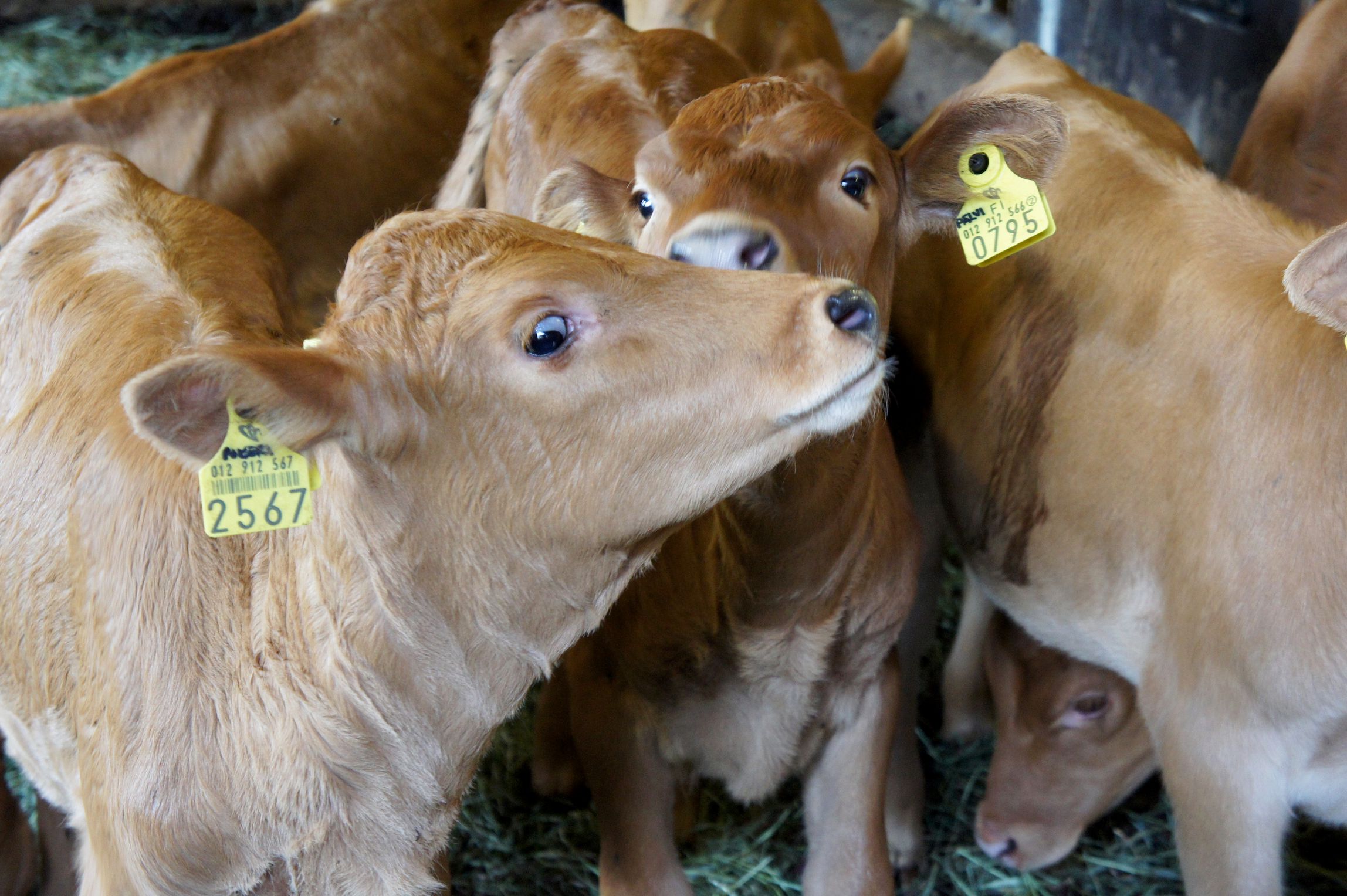 Vasikat viihtyvät toistensa seurassa. Ryhmässä taudinaiheuttajat siirtyvät helposti eläimestä toiseen.