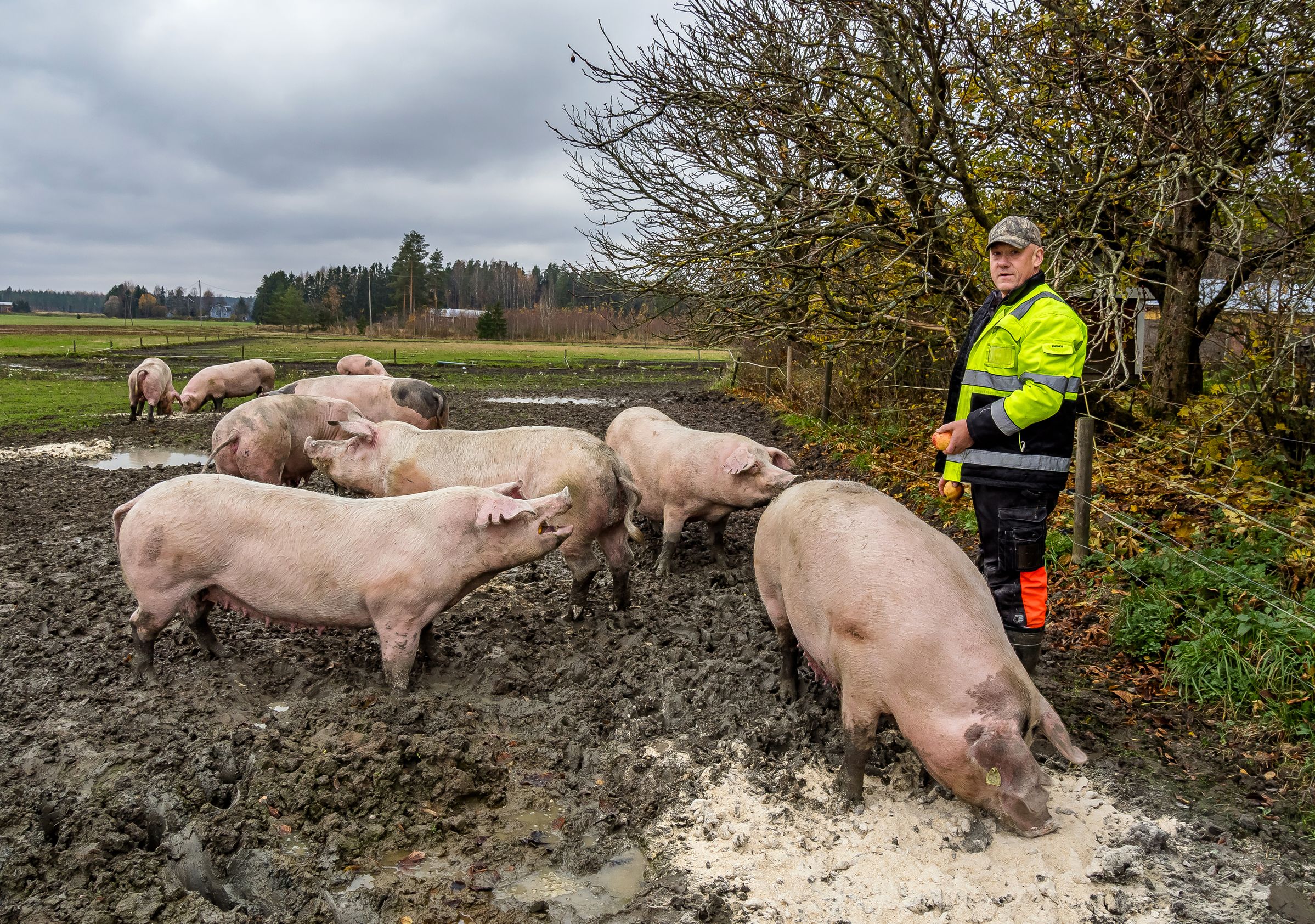 Perkkiön tilan väelle on tärkeää tarjota eläimille mahdollisuus lajinmukaiseen käytökseen. Possut pääsevät ulkoilemaan niin kesällä kuin talvellakin, kertoo isäntä Tony Kajander.