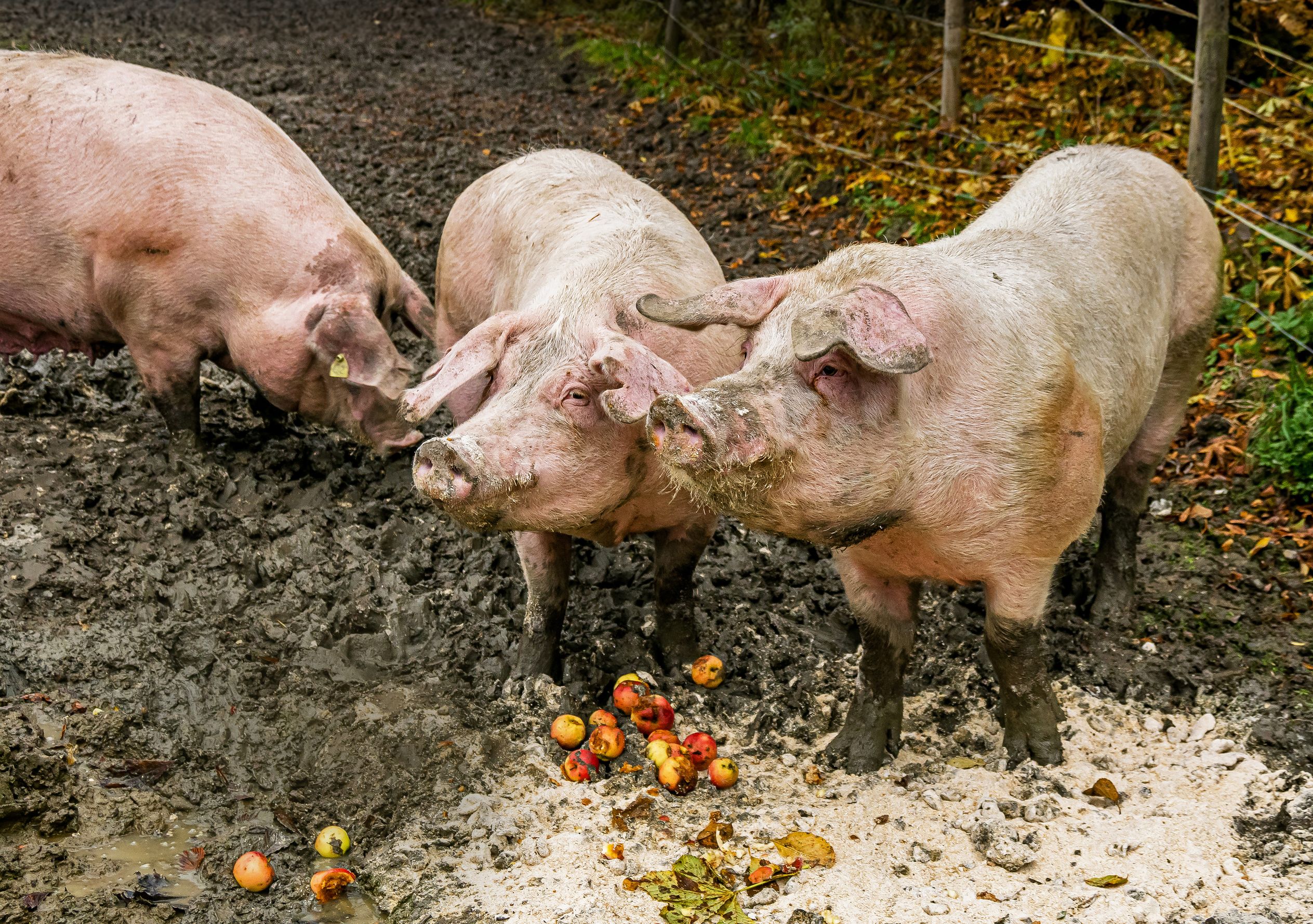 Laitumella on aina jotain mielenkiintoista tutkittavaa ja tongittavaa. Syksyisin saattaa tarjolla olla myös omenoita.