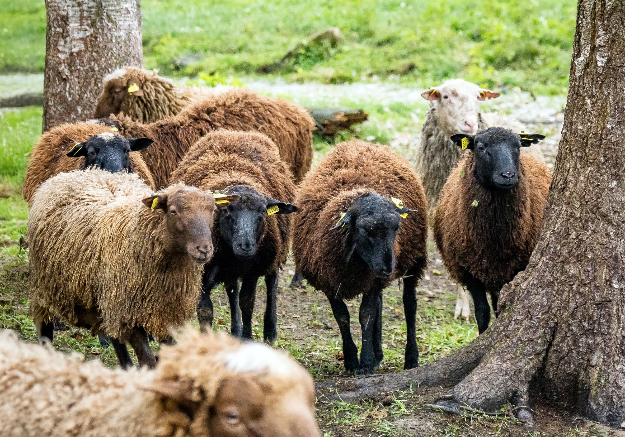 Perkkiön tila toimii mustan ja ruskean suomenlampaan jalostuslampolana.