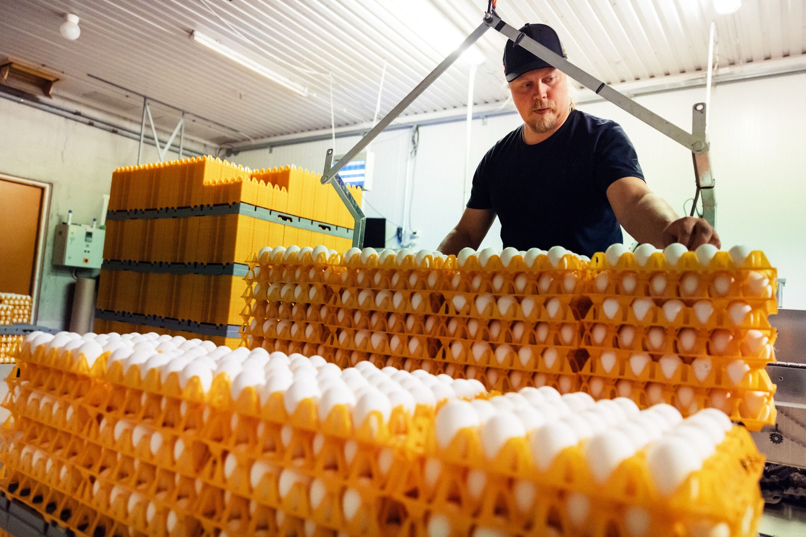 Kananmunantuotanto on Farmilan tukijalka, ja tuo noin 80 prosenttia tilan liikevaihdosta. Antti pakkaamassa munia.