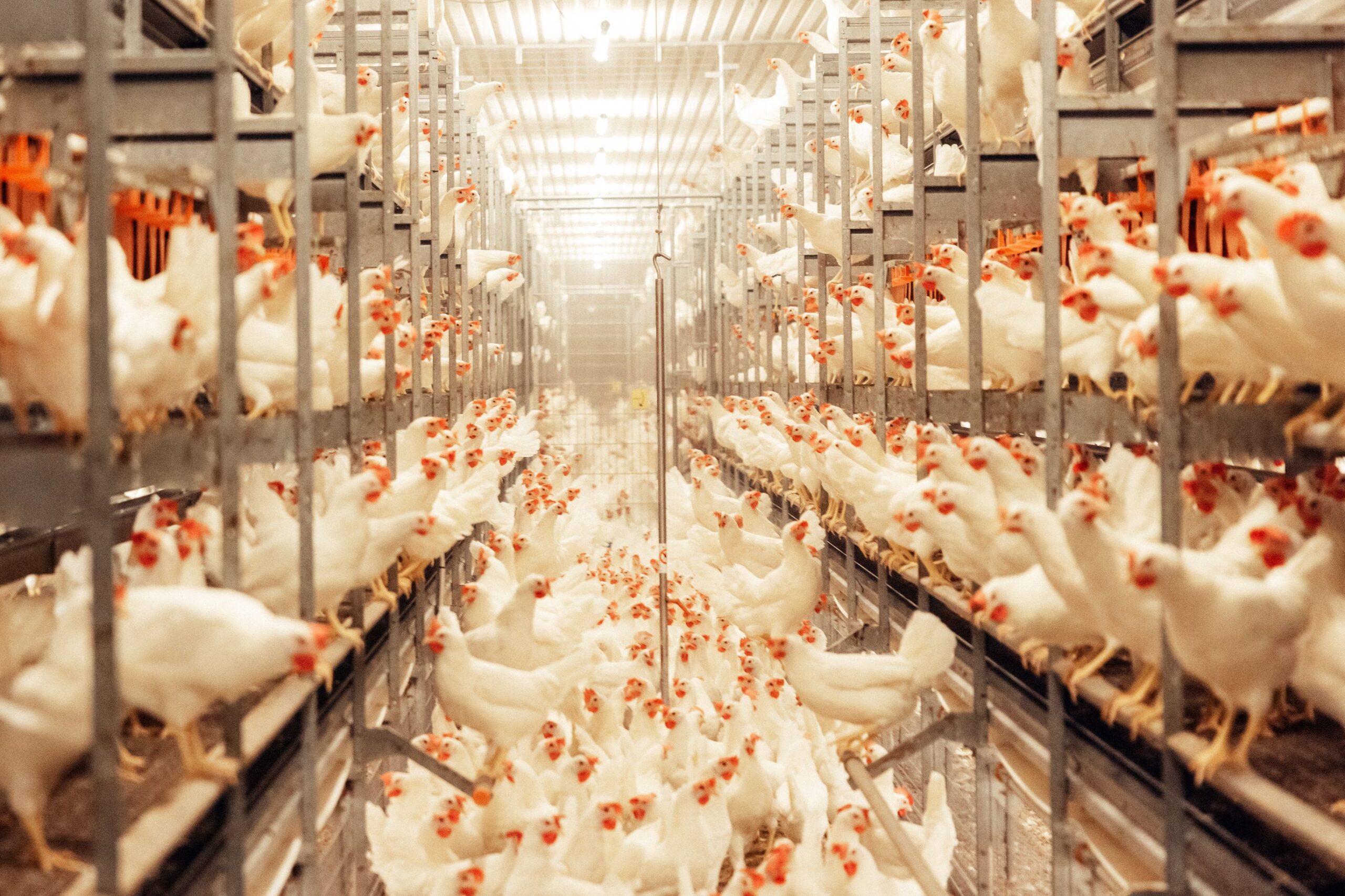 Suurin muutos kanan­munan­tuotannossa tehtiin vuonna 2020, jolloin siirryttiin vapaaseen tuotantoon eli vaihdettiin kalusteet kerroslattiakanalaksi.