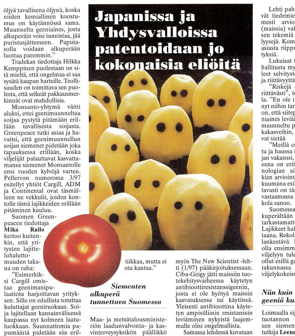 GMO:n mahdollisia riskejä puntaroitiin artikkelissa jo vuonna 1997. Tutkijalta kysyttiin muun muassa, lentävätkö geenit omaan kasvustoon ristipölytyksenä, tuulen tai mehiläisten matkassa, jos naapuri kylvää geenimanipuloitua rypsiä tai ruista viereiselle pellolle.