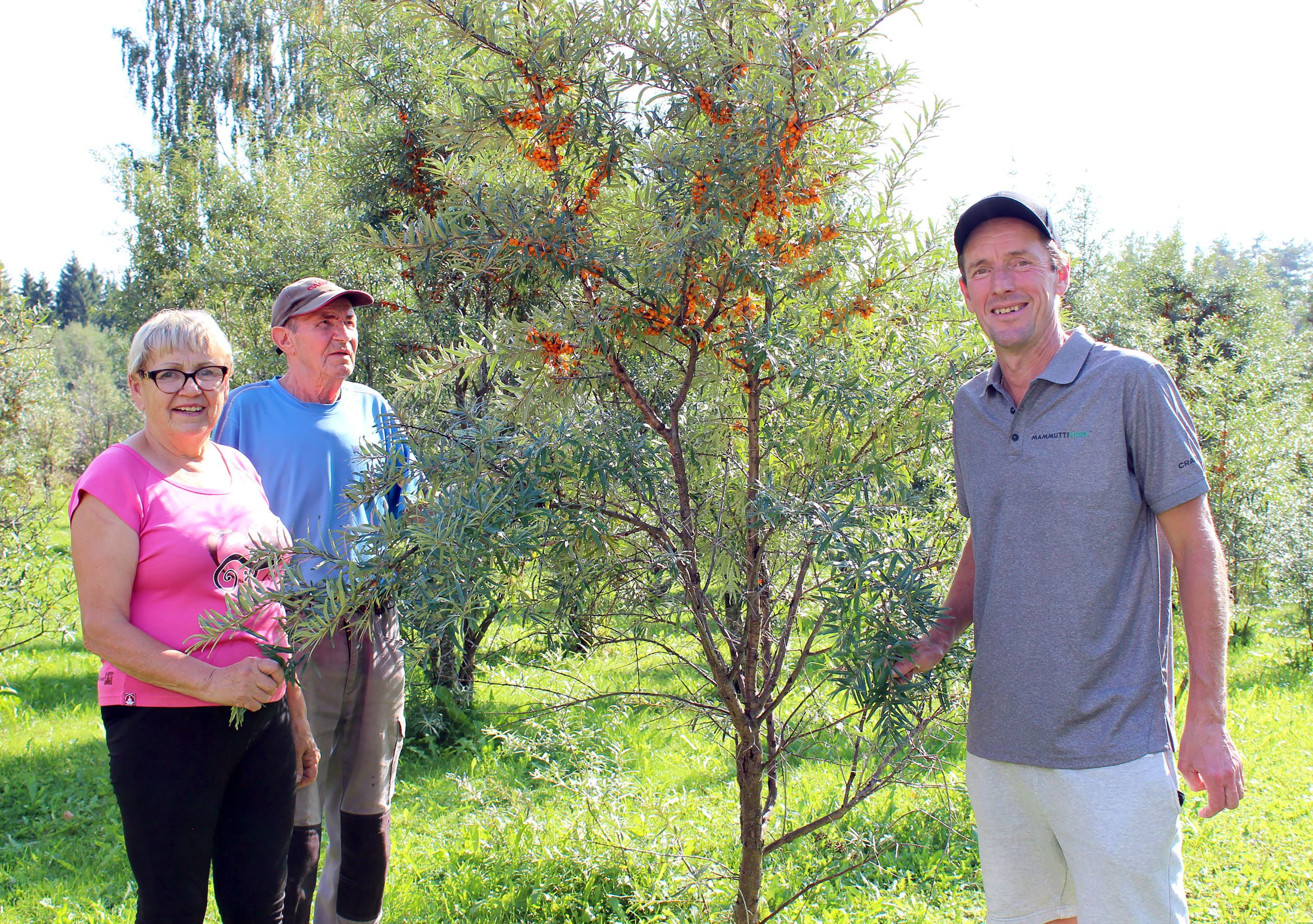 Tuula ja Pertti Hietanen ovat seuranneet ilolla, miten Jarkko Hietanen on vienyt tuntematonta tyrnimarjaa eteenpäin tuotteistamalla.