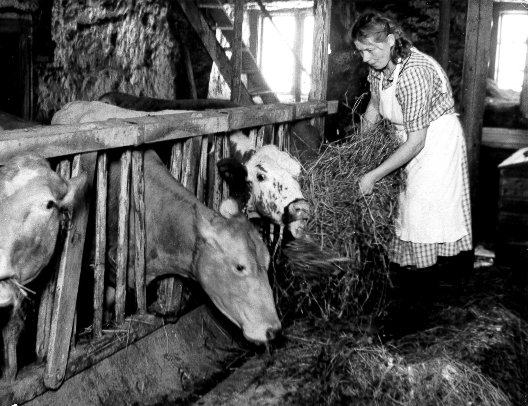 Kuiva heinä oli sotien aikaan tärkeä rehu karjalle.