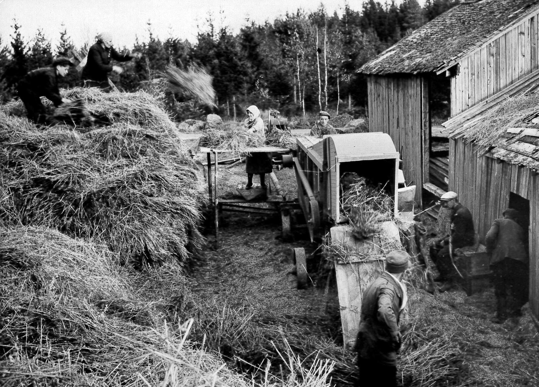 Viljan puinnissa tarvittiin väkeä, vaikka puimakone hoitikin varsinaisen jyvien irtipuinnin.