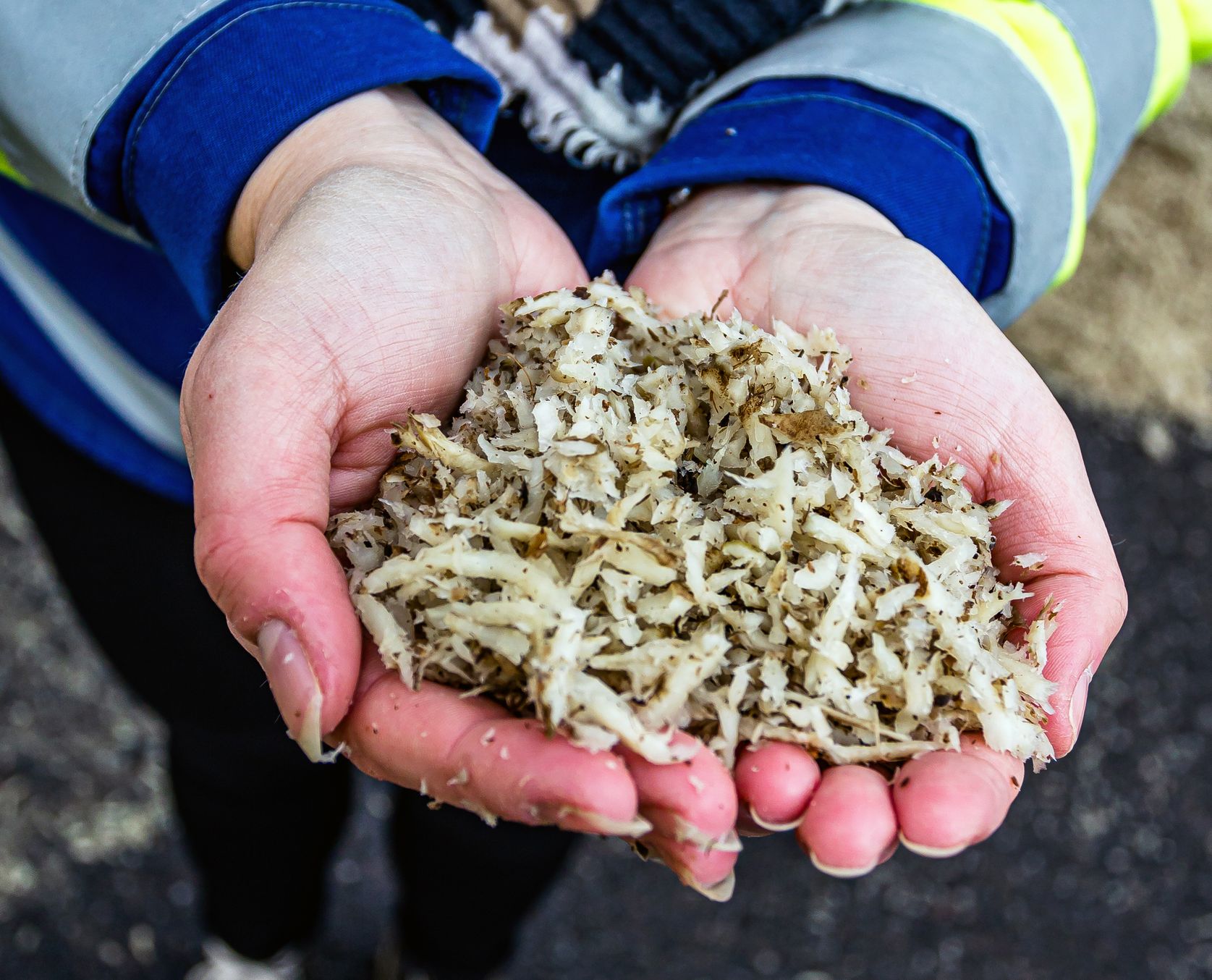 Uuton jälkeen sokerijuurikasleikkeestä puristetaan ylimääräinen vesi pois ja viedään varastosiiloon, josta se menee edelleen karjatiloille tuoreleikkeenä.