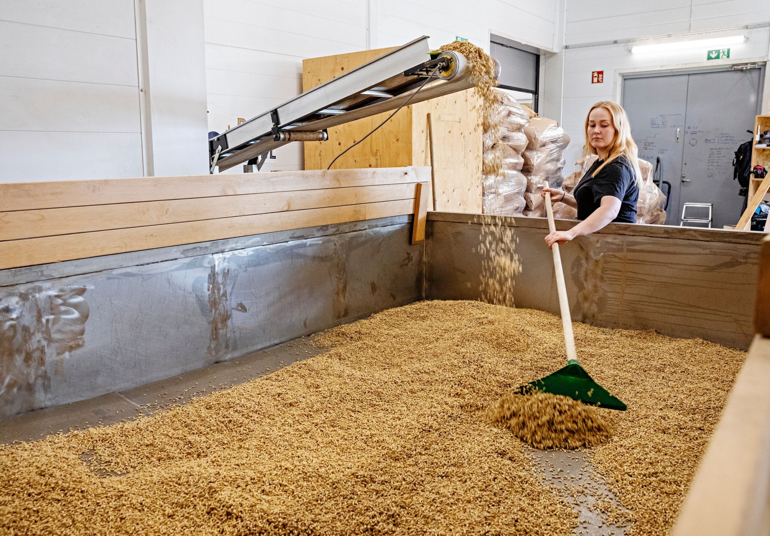 Työntekijä Heini Sammalkangas levittää idätettyjä jyviä kuivauslavalle ennen uuniin menoa.