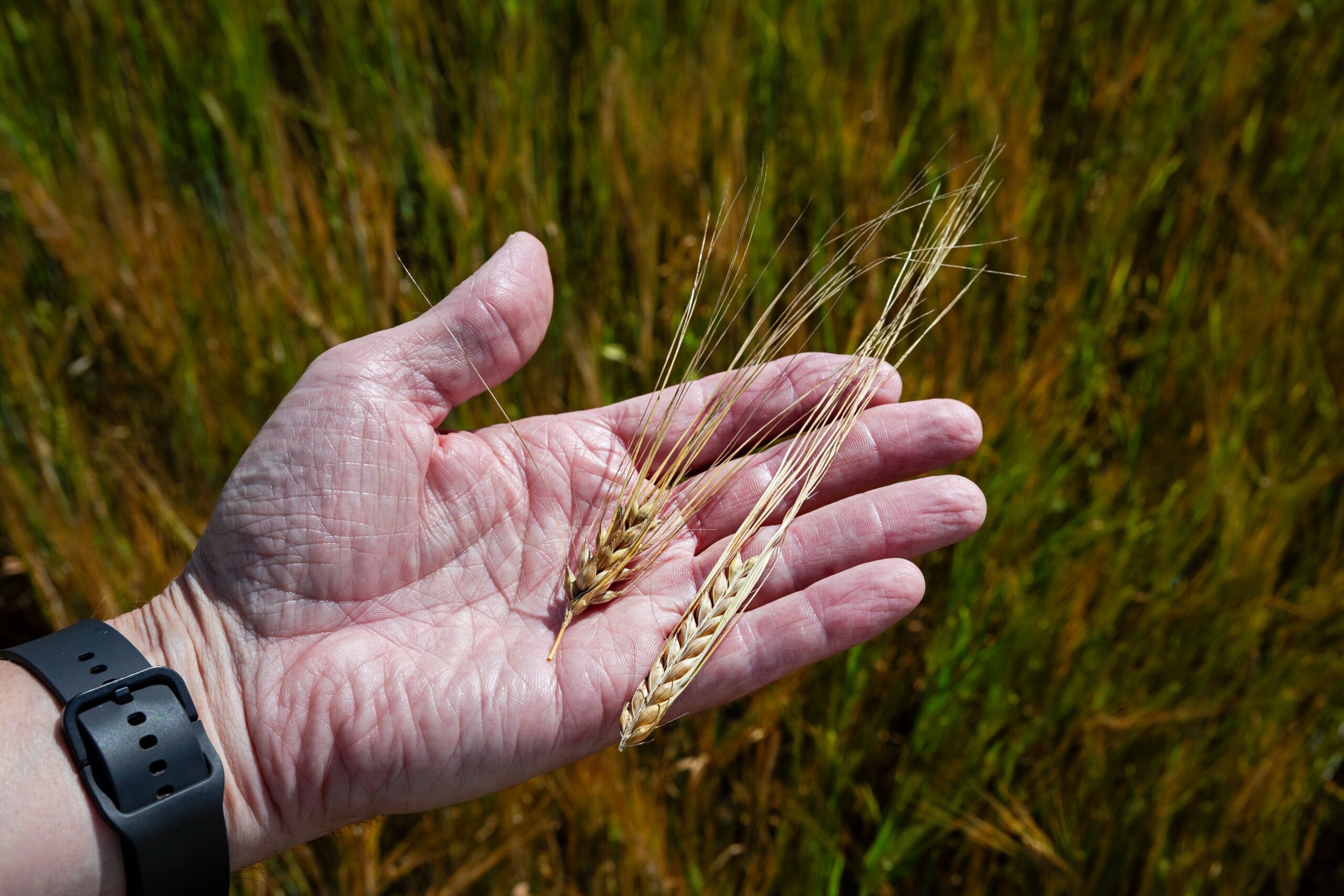 Mallasohran viljelijä Jari Pehkosen kädessä on vasemmalla 6-tahoinen ohra ja oikealla kaksitahoinen mallasohra.