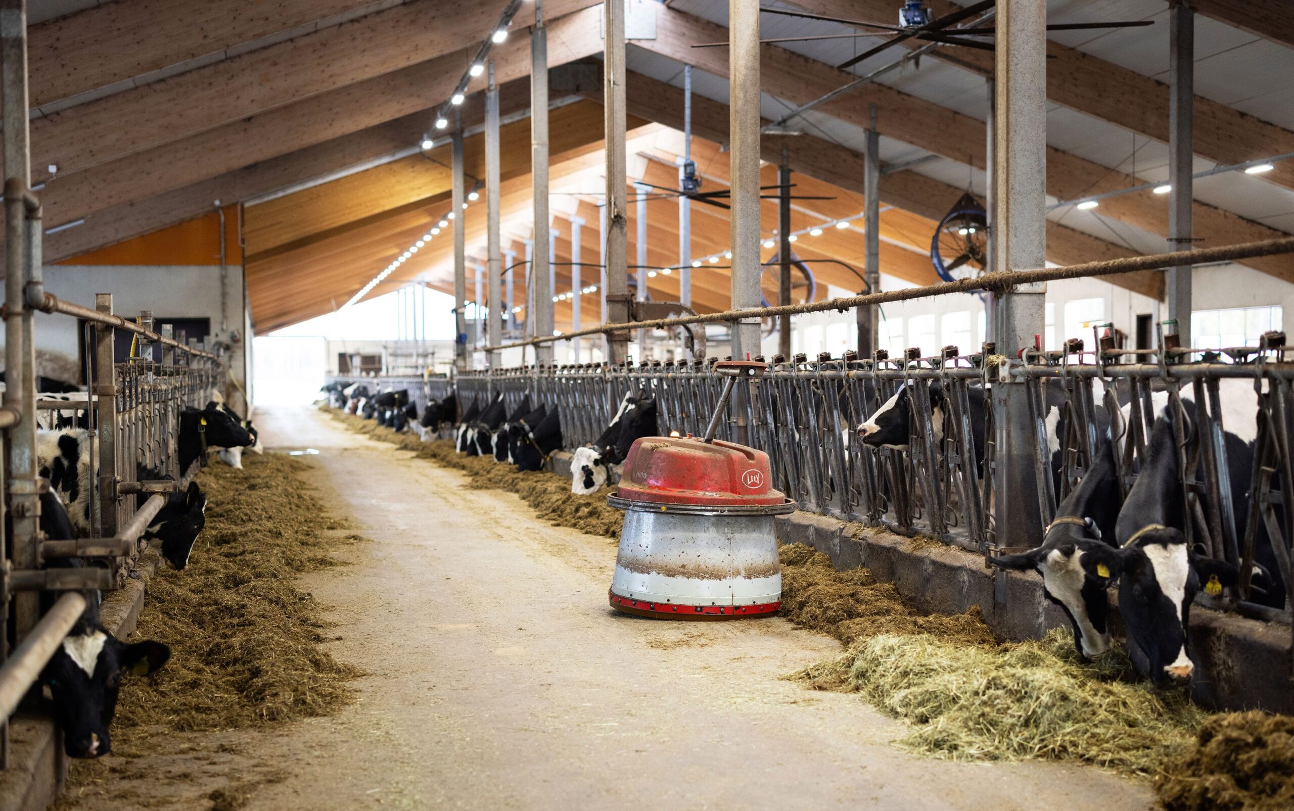 Ruokintapöydällä kulkee hissukseen Juno-­rehuntyöntäjä eikä lehmien tarvitse säntäillä syömään, koska apetta on jatkuvasti tarjolla.