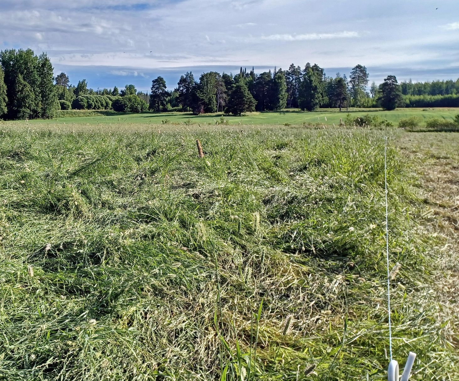 Mob-laitumen nurmen annetaan kasvaa pidemmäksi kuin tavanomaisen laitumen. Kuva on Luken kokeesta vuodelta 2022.