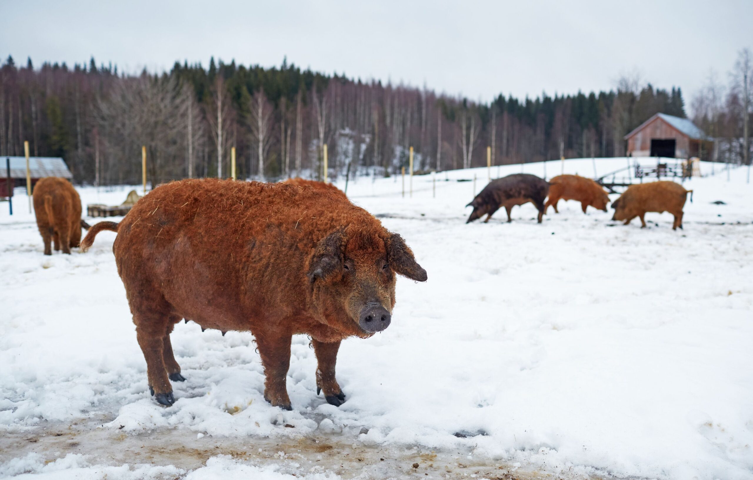 Esa Holck pitää työmääräänsä villasikojen kanssa kohtuullisena. Teurastusajan tienoilla työmäärä kasvaa, kun isäntä vie itse possut teurastamoon, hakee lihat ja myy ne. Tulevana kesänä suuri osa lihasta menee oman ravintolan burgereihin.
