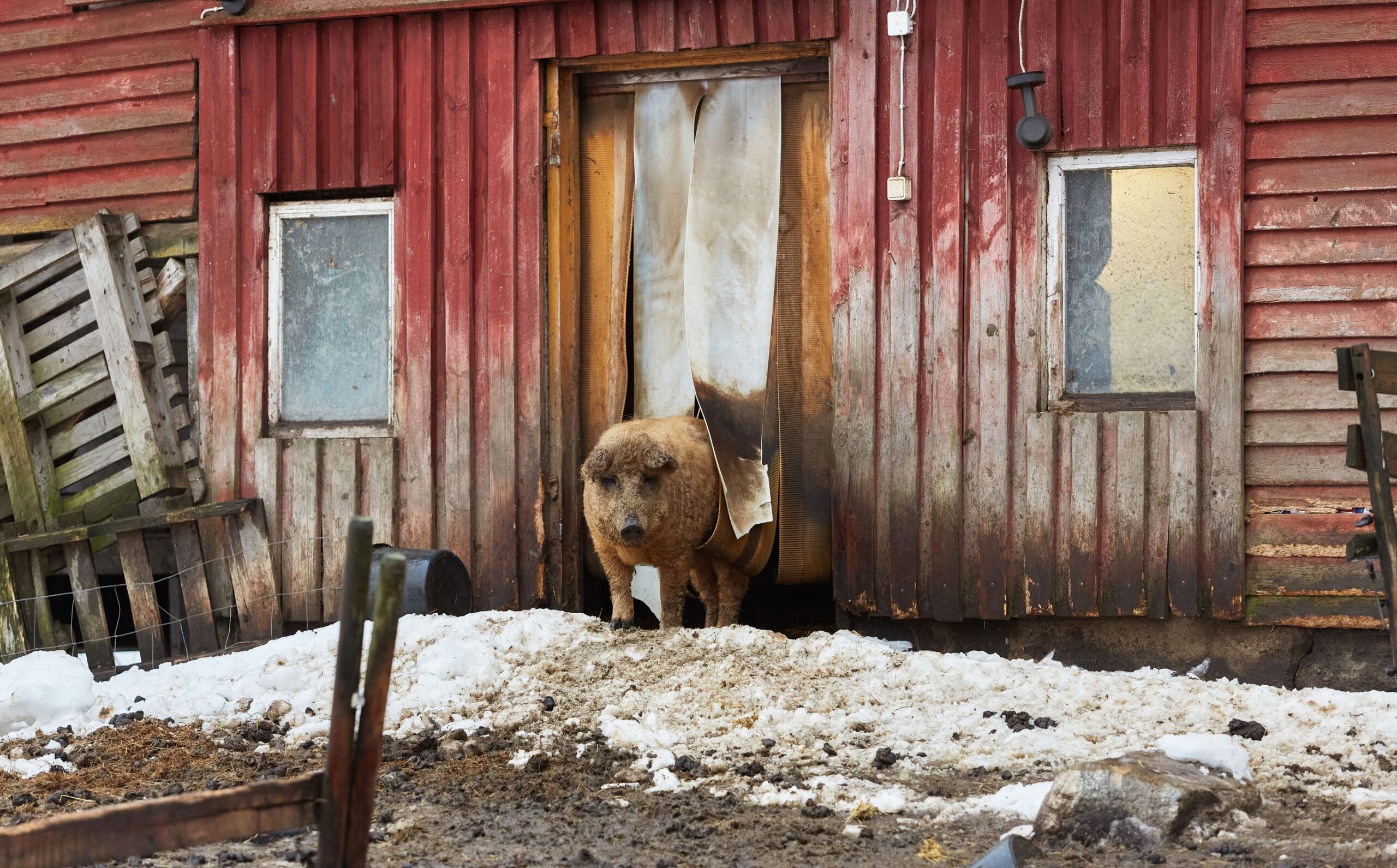 Possuilla on vapaa kulku ulos ja sisään vanhan navetan oviaukkoa peittävän, tukevan suikaleoviverhon läpi.