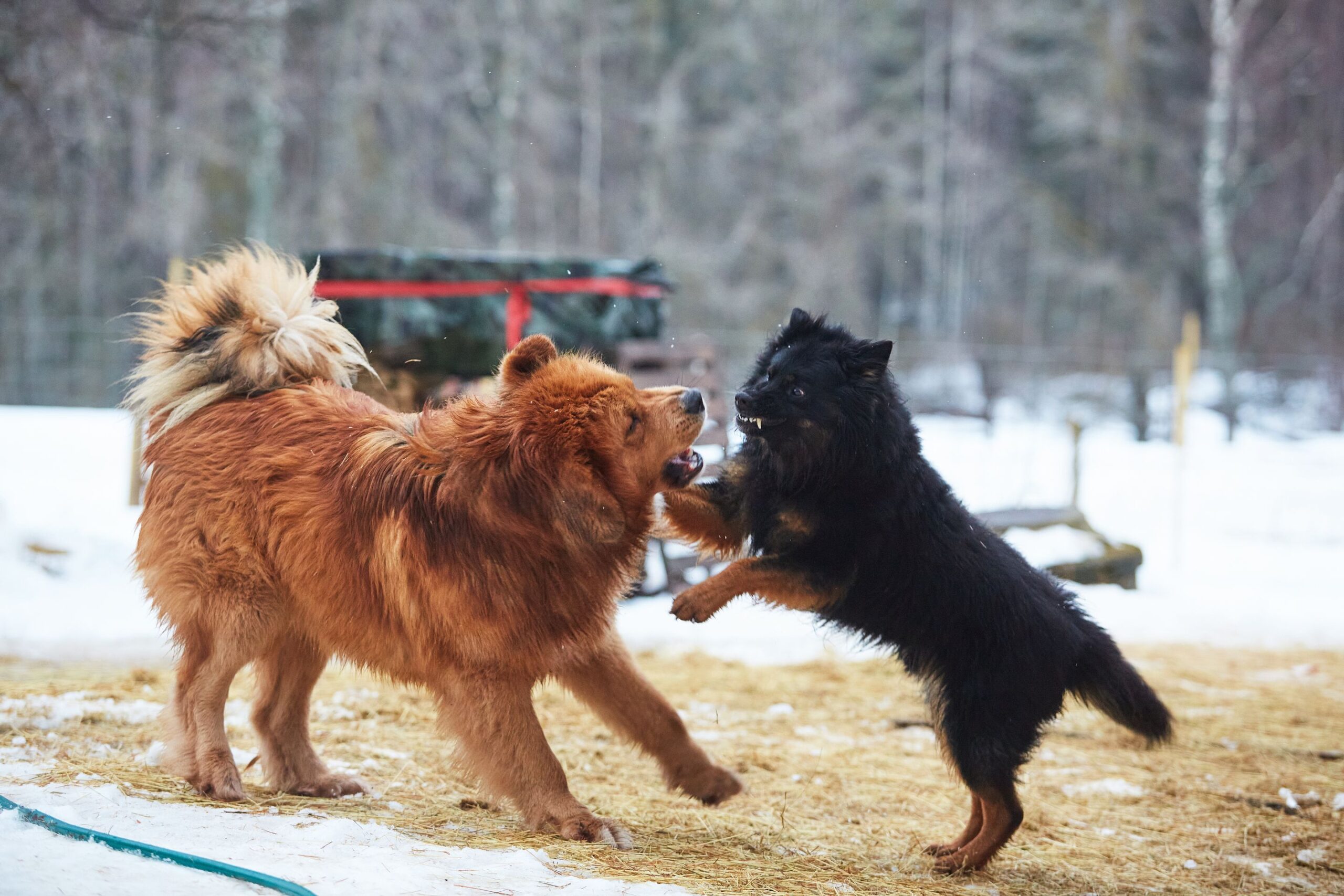 Laumanvartijan roolissa pihapiiriä valvoo tiibetinmastiffi Remu. Paimennustehtävää hoitaa innokkaasti tsekinpaimenkoira Jäbä. Sopivan tilaisuuden tullen koirat pitävät hauskaa keskenään.