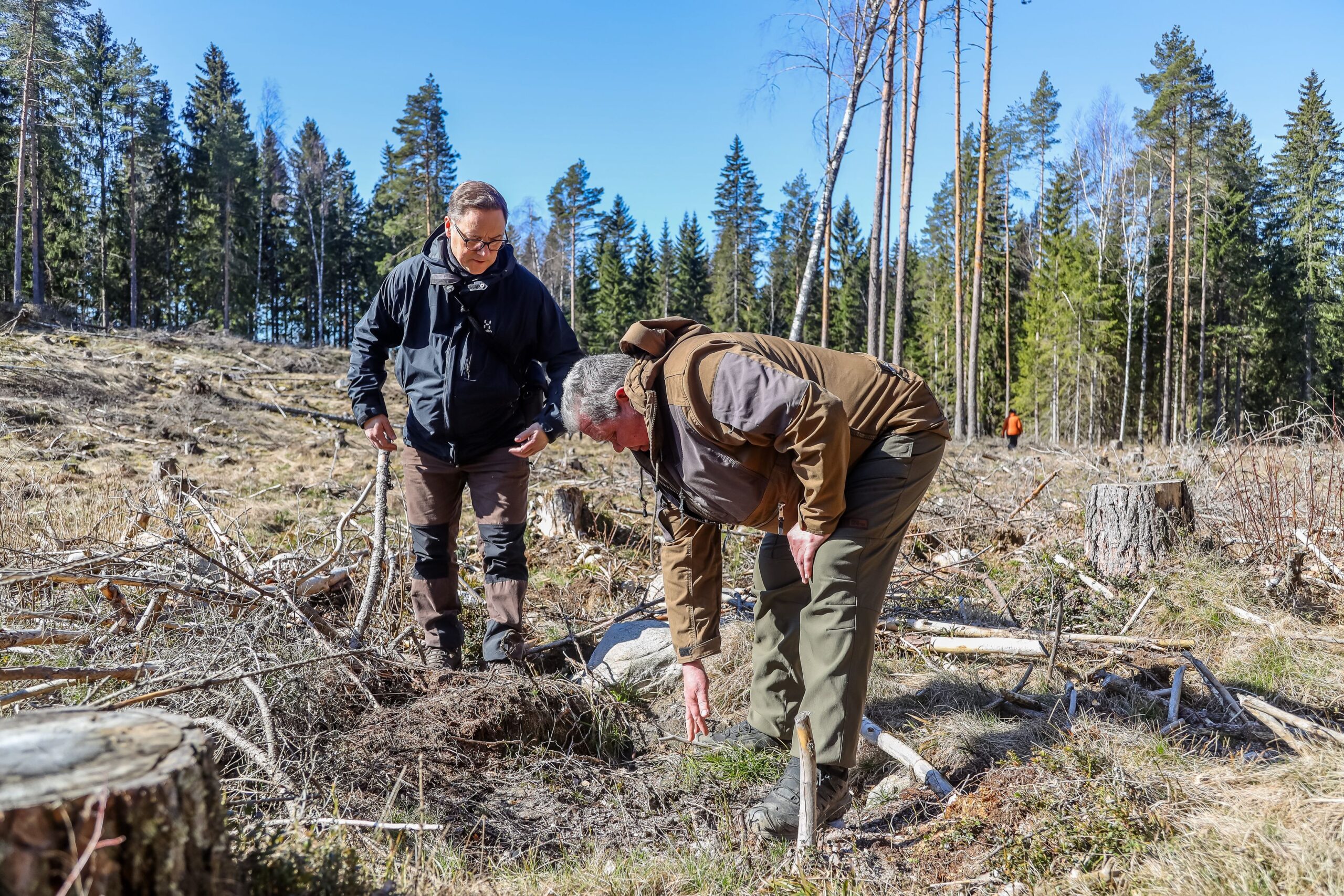 Toni Laaksonen Turun yliopistosta ja Mikko Anttila Liviasta tarkastelevat Paimion mallikohteella, miten puuntaimet ovat pärjänneet talven yli.