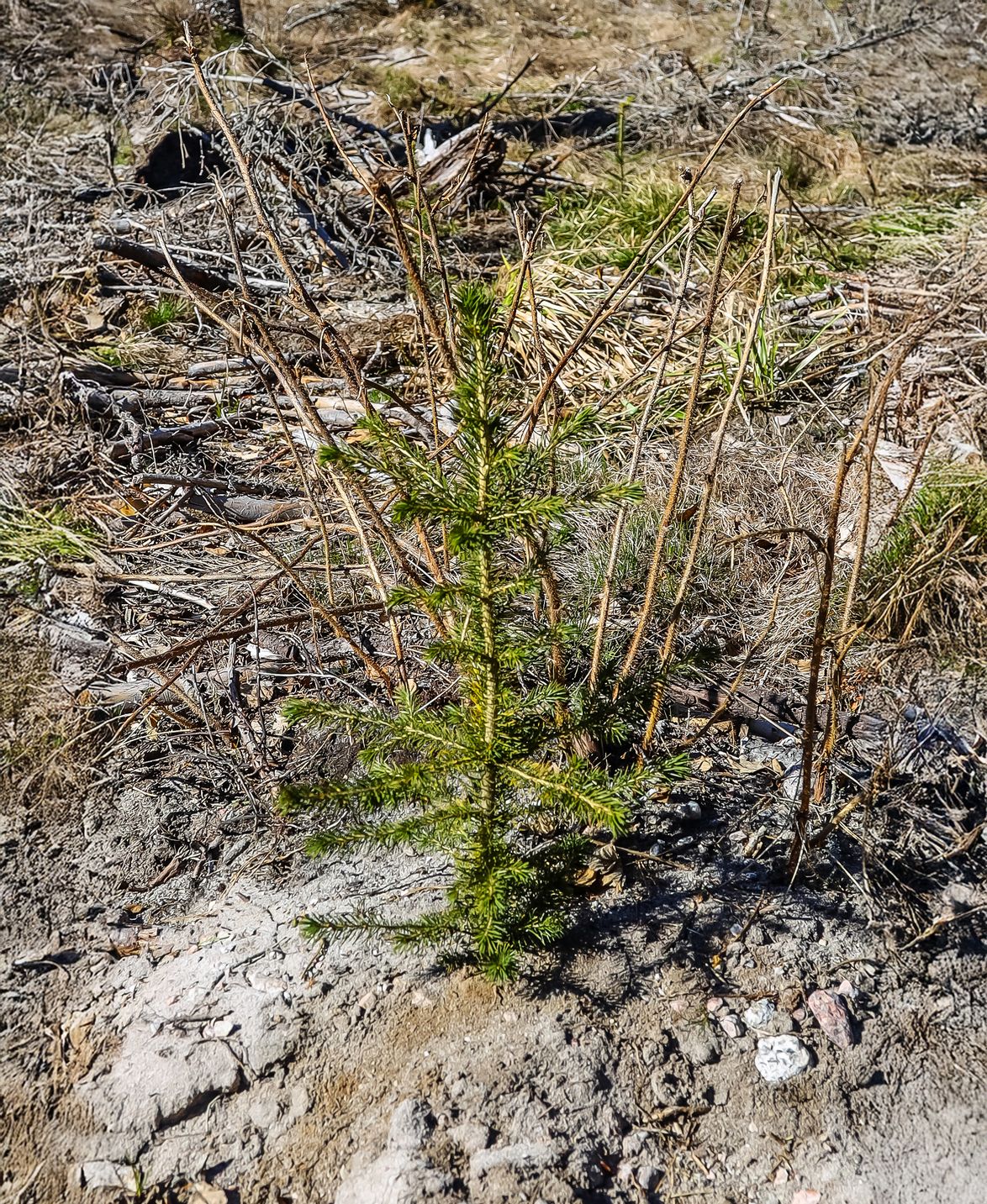 Kuusentaimet ovat lähteneet rehevällä maaperällä vauhdikkaaseen kasvuun.