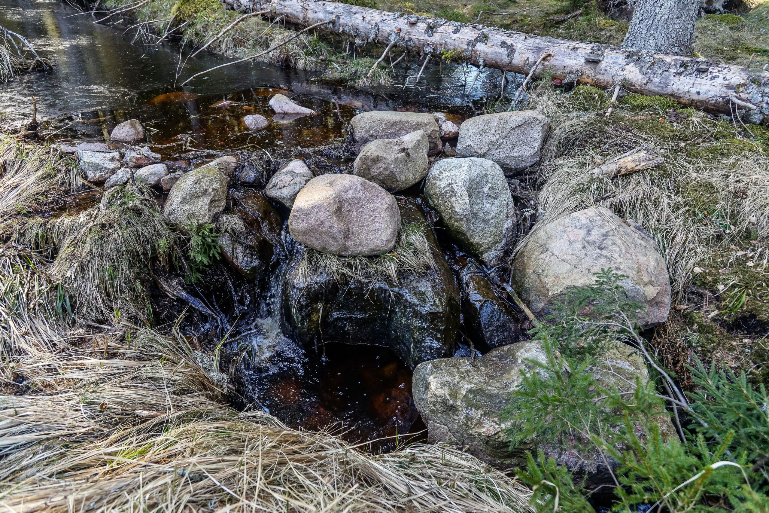 Metsänhoidon yhteydessä voi pienin teoin vahvistaa luontoarvoja, kuten tässä puronuomalla on tehty.