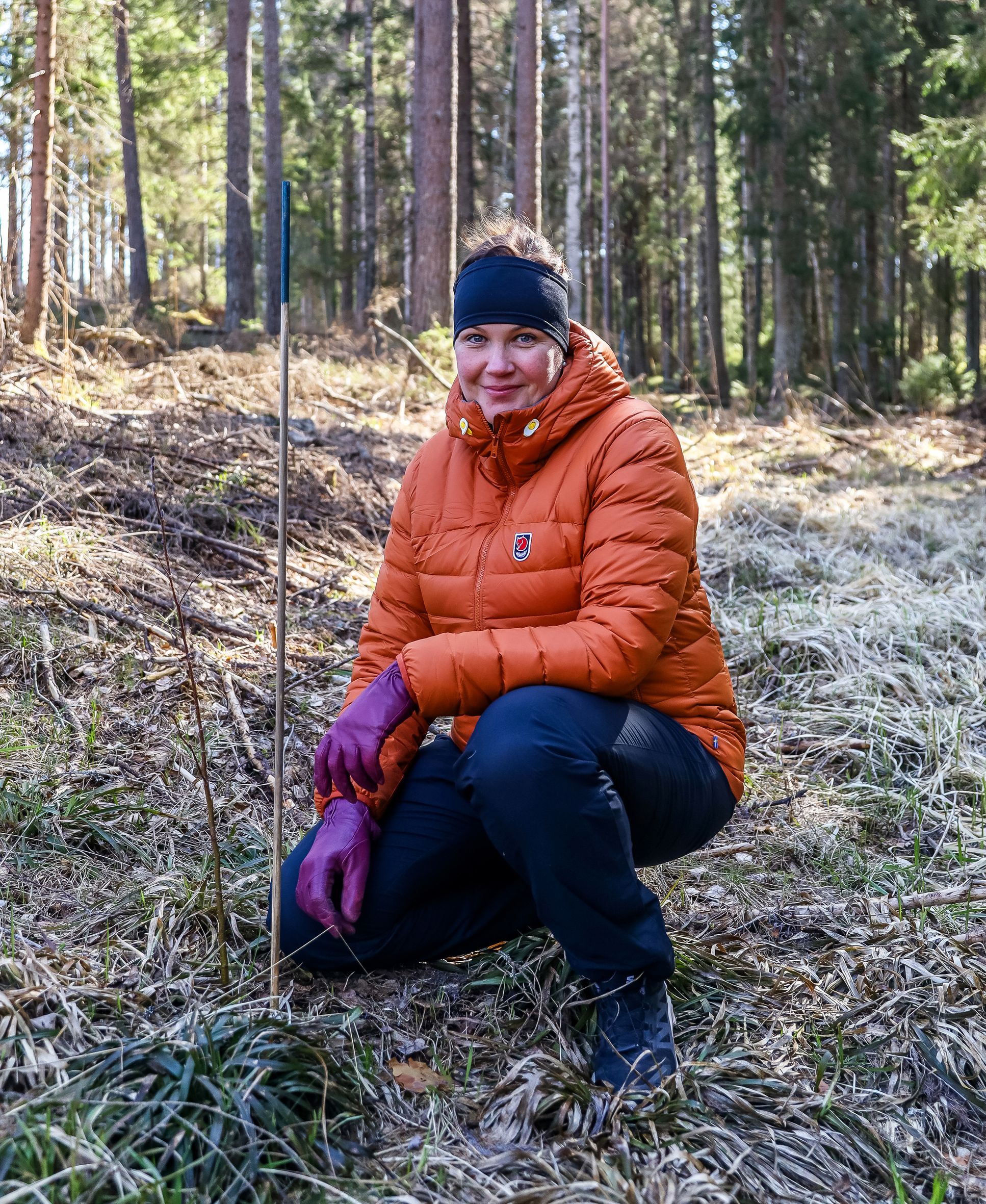 Tervaleppä ei näyttäisi maistuvan hirvieläimille. Taimet ovat hyvällä alulla, Sanna Karvonen toteaa.