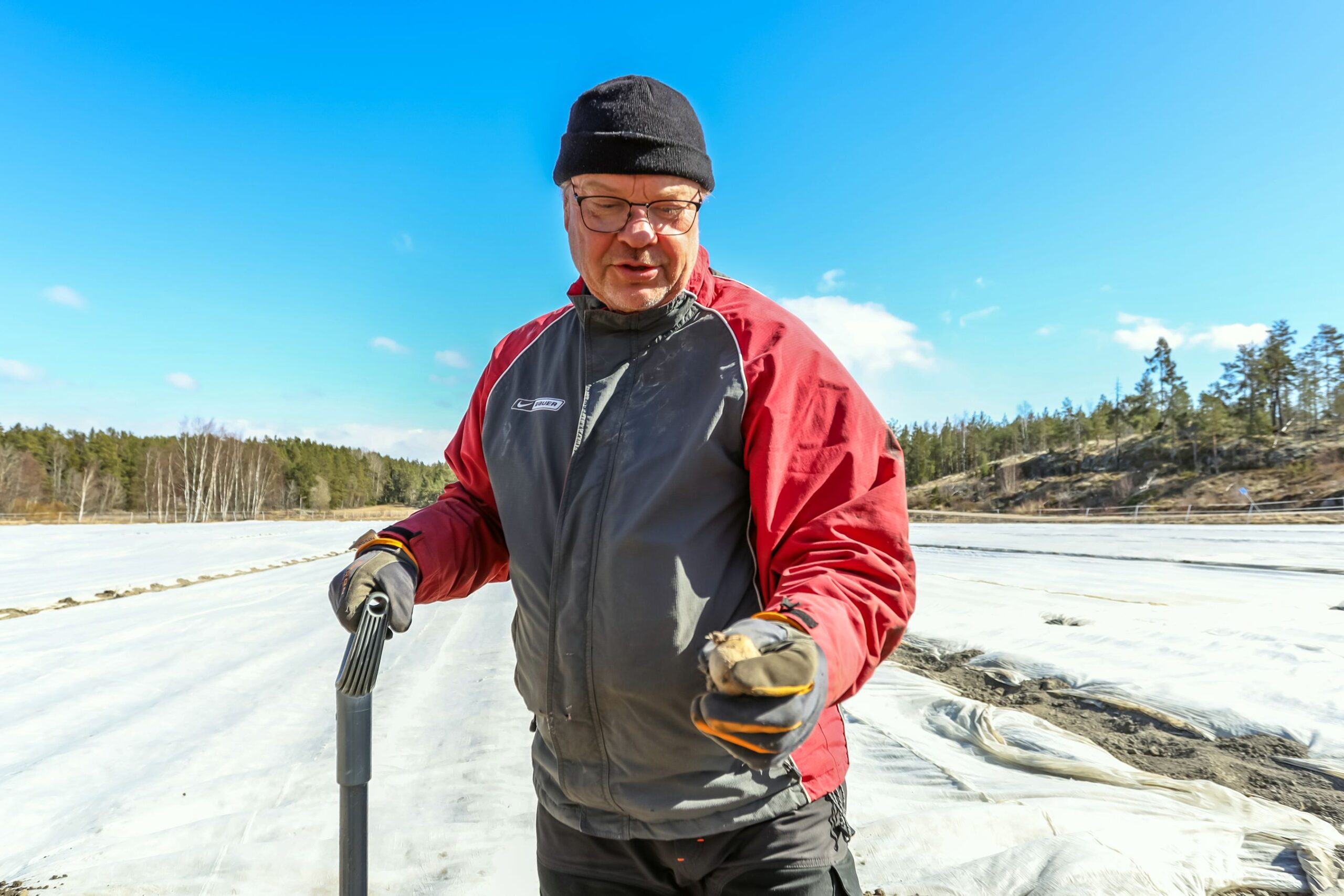Pari viikkoa maassa olleessa perunassa on jo kasvun merkkejä, Mika Vahalahti iloitsee. Sitten kun peruna tulee pintaan, on aika kerätä muovit pellolta pois, mutta harsot jäävät vielä kirittämään kasvua.