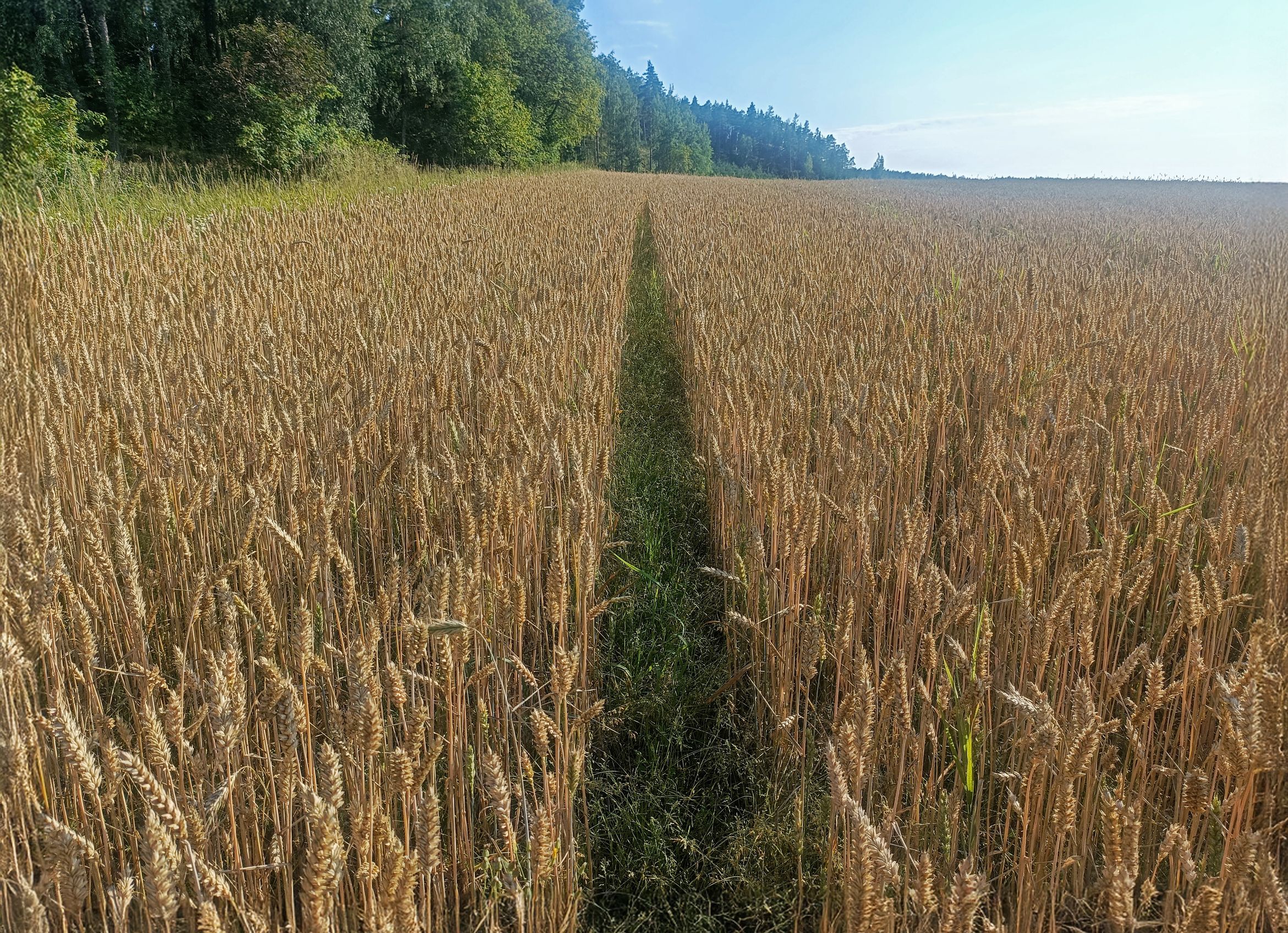 Rikkakananhirssi hyödyntää tehokkaasti tilan. Ajourat kannattaa aina tarkastaa peltokierroksilla. Urat voisi jättää pois pellosta, jos viljelytekniikka sen sallii.