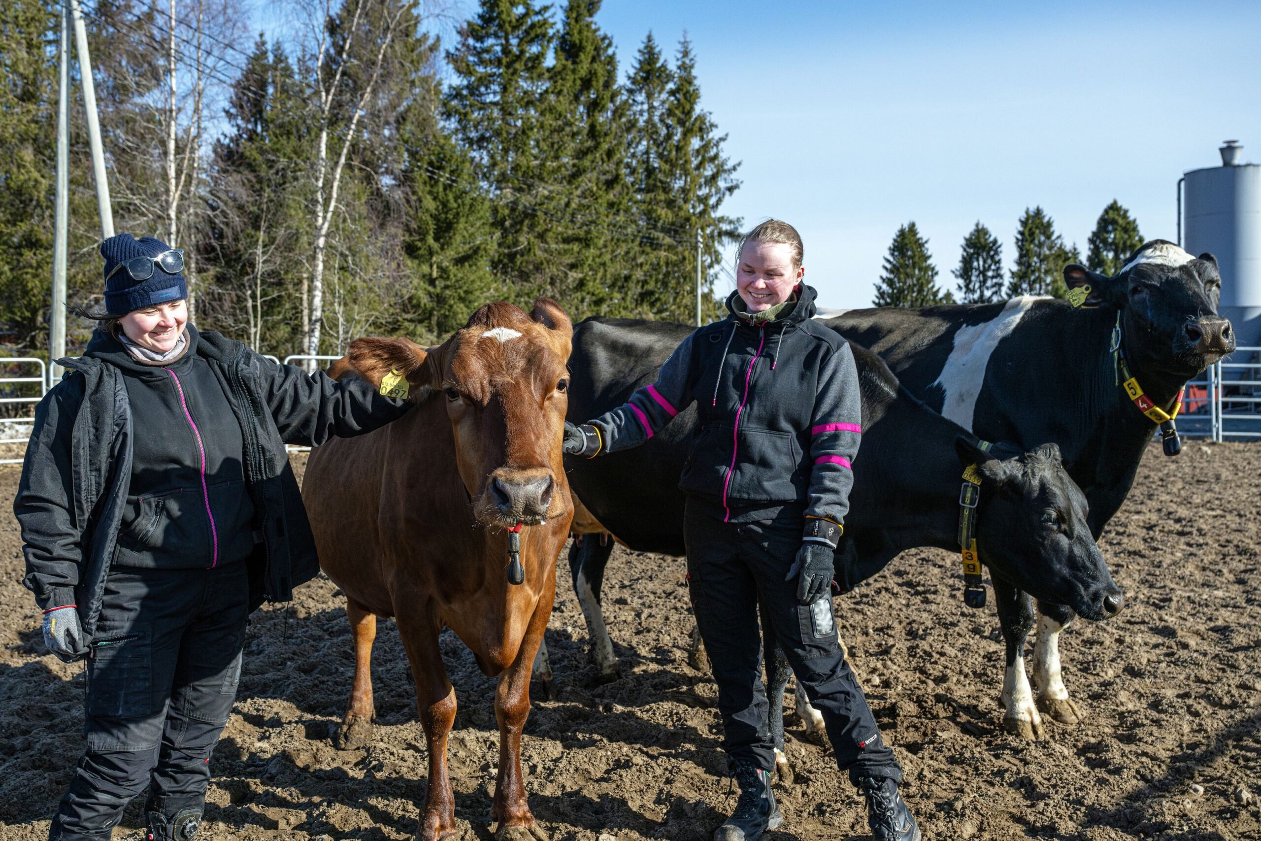 Oiva Pitkänen on opettanut kuvassa oleville tyttärilleen Janika ja Jonna Pitkäselle maatilan ja lehmien hoitoa vuodesta 2018, ja on itse navettatöissä apuna tarvittaessa.
