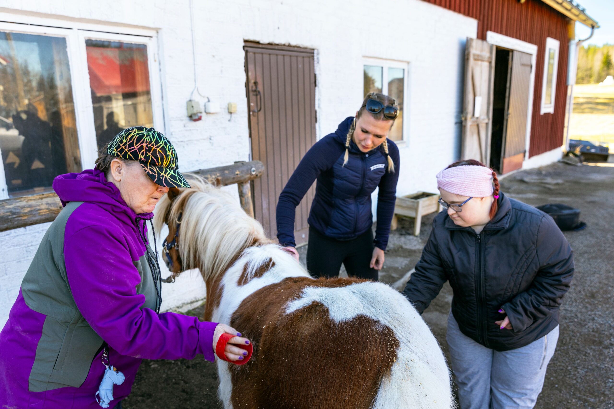 Pete-poni saa hellää huomiota, kun Leena (vas.), Kirsi ja Emma harjaavat sitä yhteistuumin. Harjaaminen on sosiaalinen tapahtuma, jonka aikana pohditaan esimerkiksi sitä, miten tärkeää puhtaus on niin eläimille kuin ihmisille.