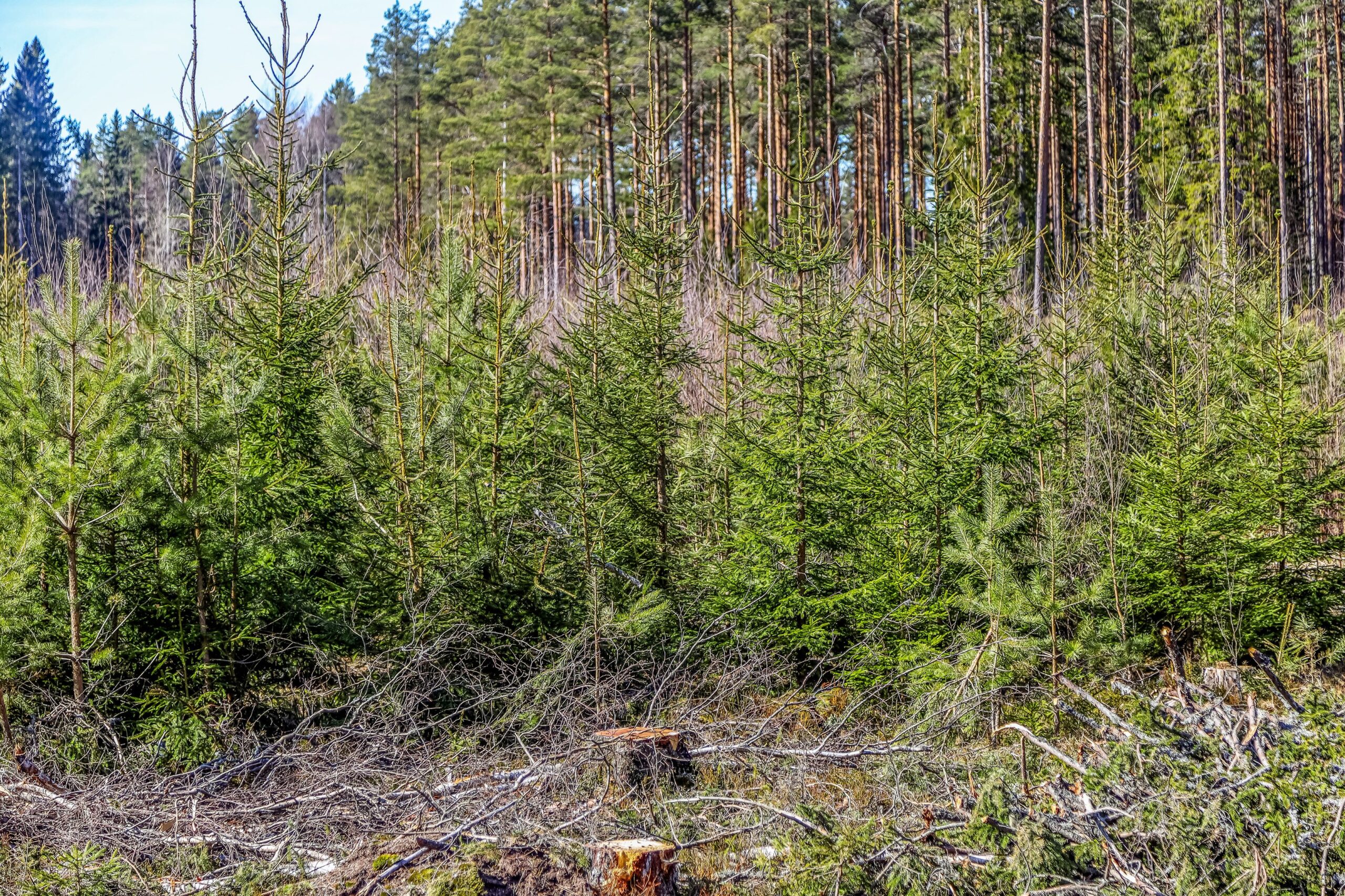 Liika tiheys on kasvusta pois. Pahimpia tiheikköjä kannattaa raivata myös jatkuvan kasvatuksen kohteilla.