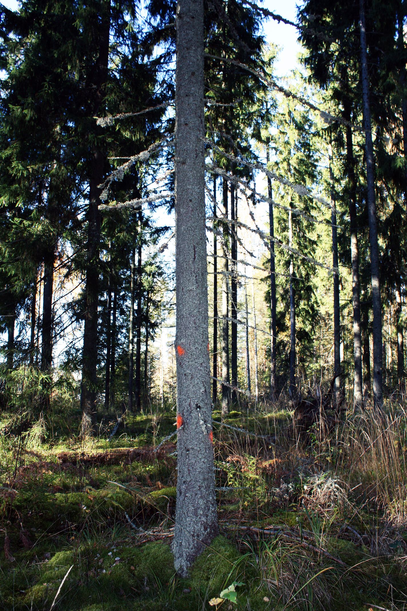 Jos haluaa kokeilla yksittäisiin puihin perustuvaa metsänhoitoa, tarvitsee vain tietää pääperiaate, Tuomas Mattila sanoo. – Suosittelen kokeilemaan ensin pienellä alalla, kokeilun myötä oma osaaminenkin kehittyy.