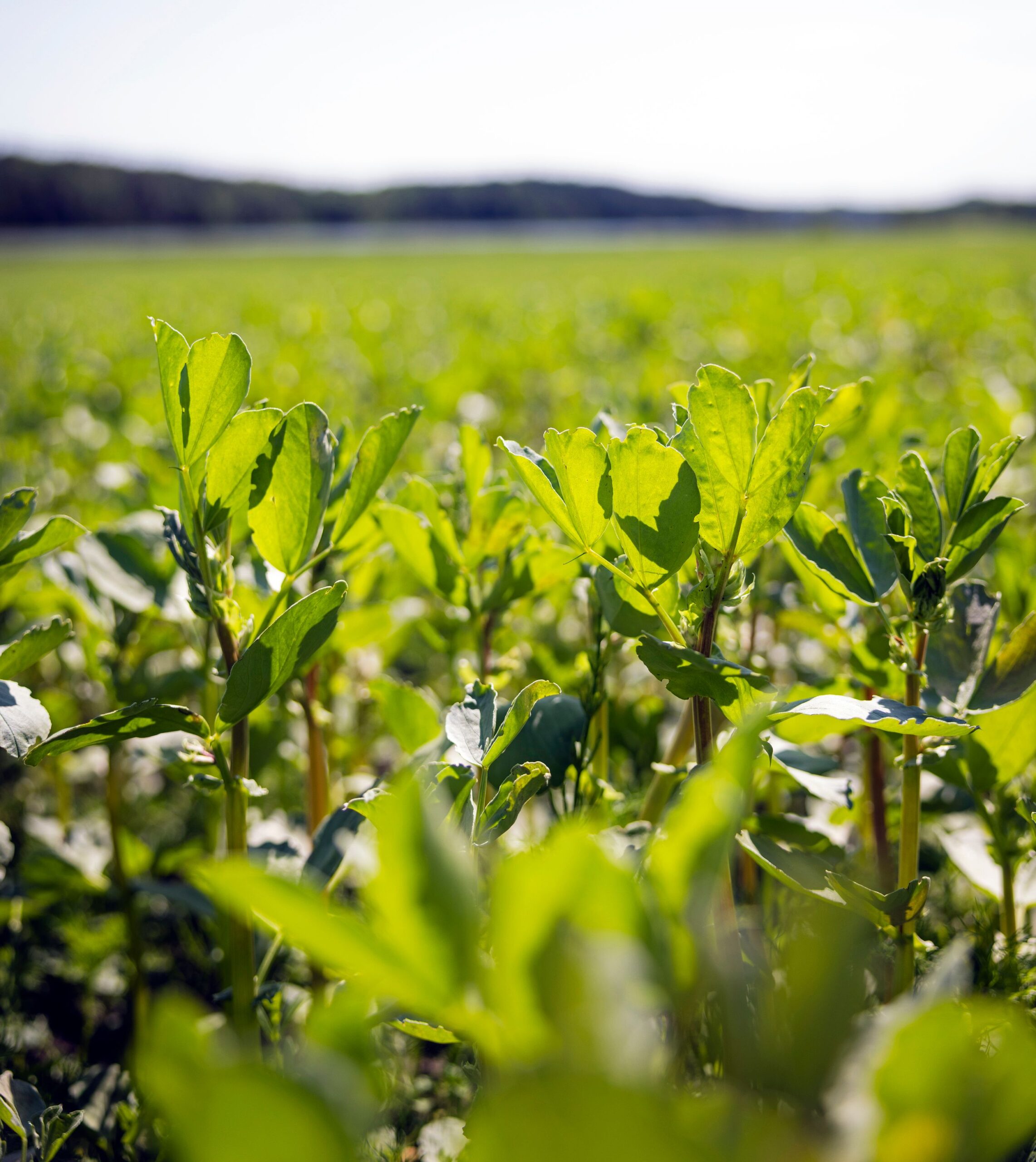 Kesäkuista härkäpapukasvustoa.