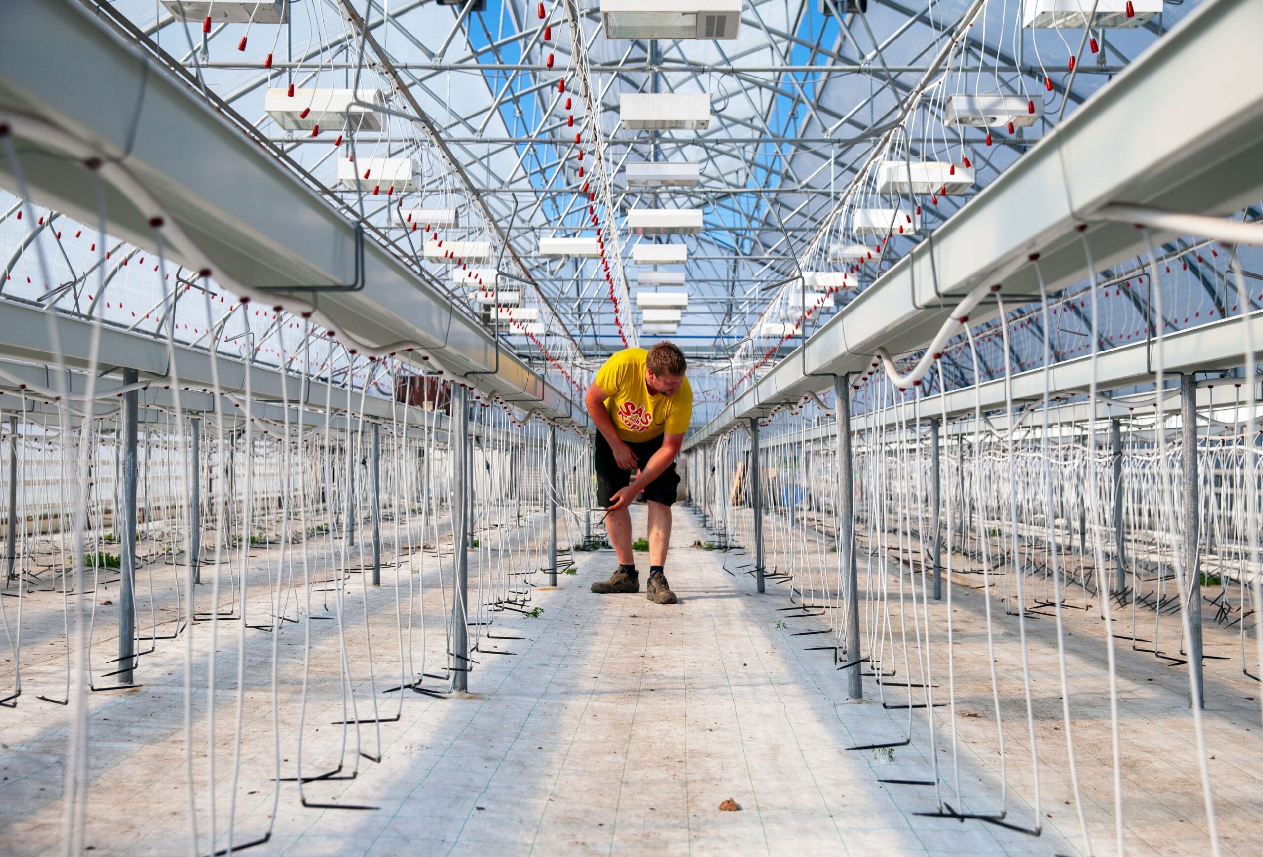 Kasvihuoneessa viljellään mansikkaa kouruissa ja amppeleissa äitienpäiväksi. Aikainen sato palauttaa Lill-Bredsin tuotteet asiakkaiden mieleen. Gustav tarkastaa tippu­kasteluletkujen kunnon.