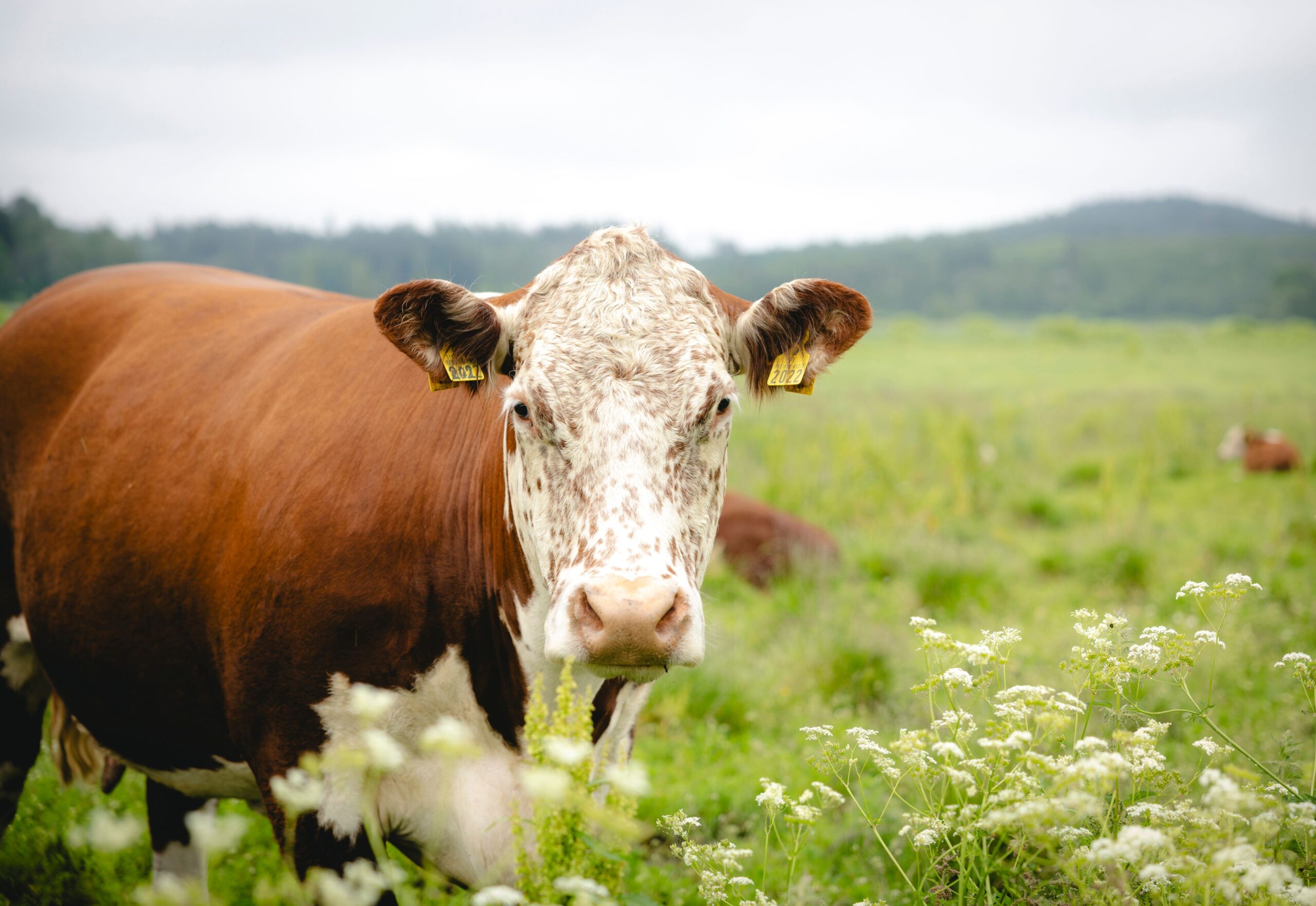 Monilajista, luontaista ravintoa syövän herefordin liha maistuu hyvältä. Laatuliha on hintansa väärti.