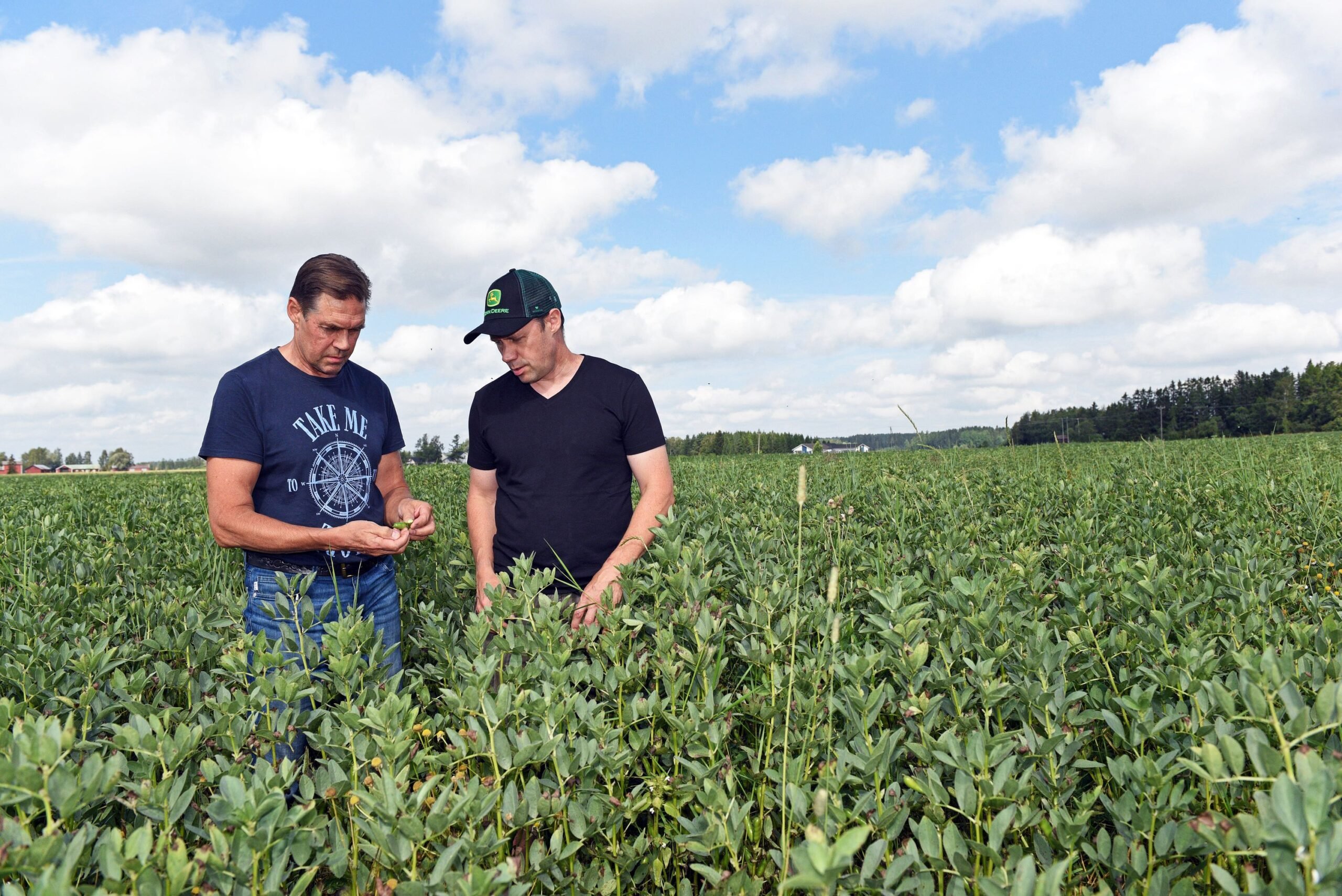 Pasi (vas.) ja Miika Riuttaskorpi viljelevät mielellään myös hernettä ja härkäpapua oman tilan eläinten tarpeisiin. Härkä­papu­kasvusto oli tänä vuonna poikkeuksellisen komea. Hyvärakenteinen maa imee sadevedet nopeasti.