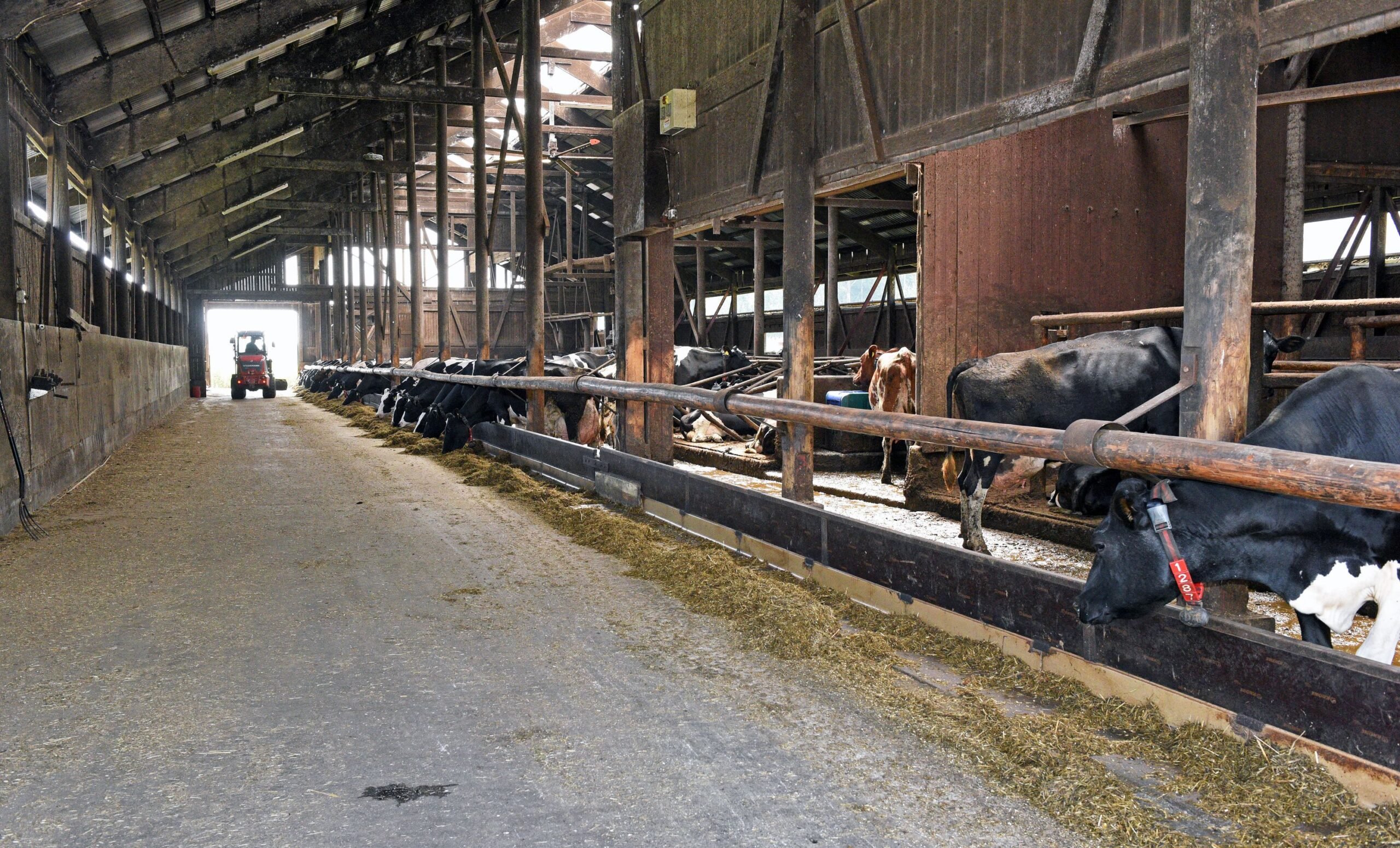 Reilut 120 lehmää lypsää tällä hetkellä noin 10 000 kilon keskituotosta. Lehmien kestävyydestä kertoo viime vuonna kukitetut kaksi satatonnaria.