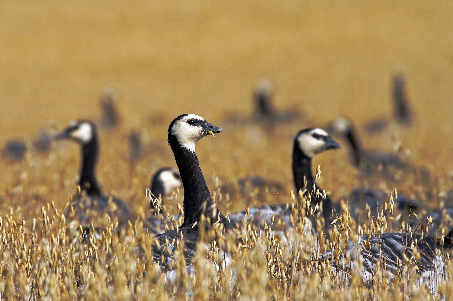 Valkoposkihanhella on valkoiset posket ja otsa. Syksyllä tuhot ovat pienemmät kuin keväisin, sillä muuttavien lintujen määräkin on pienempi.